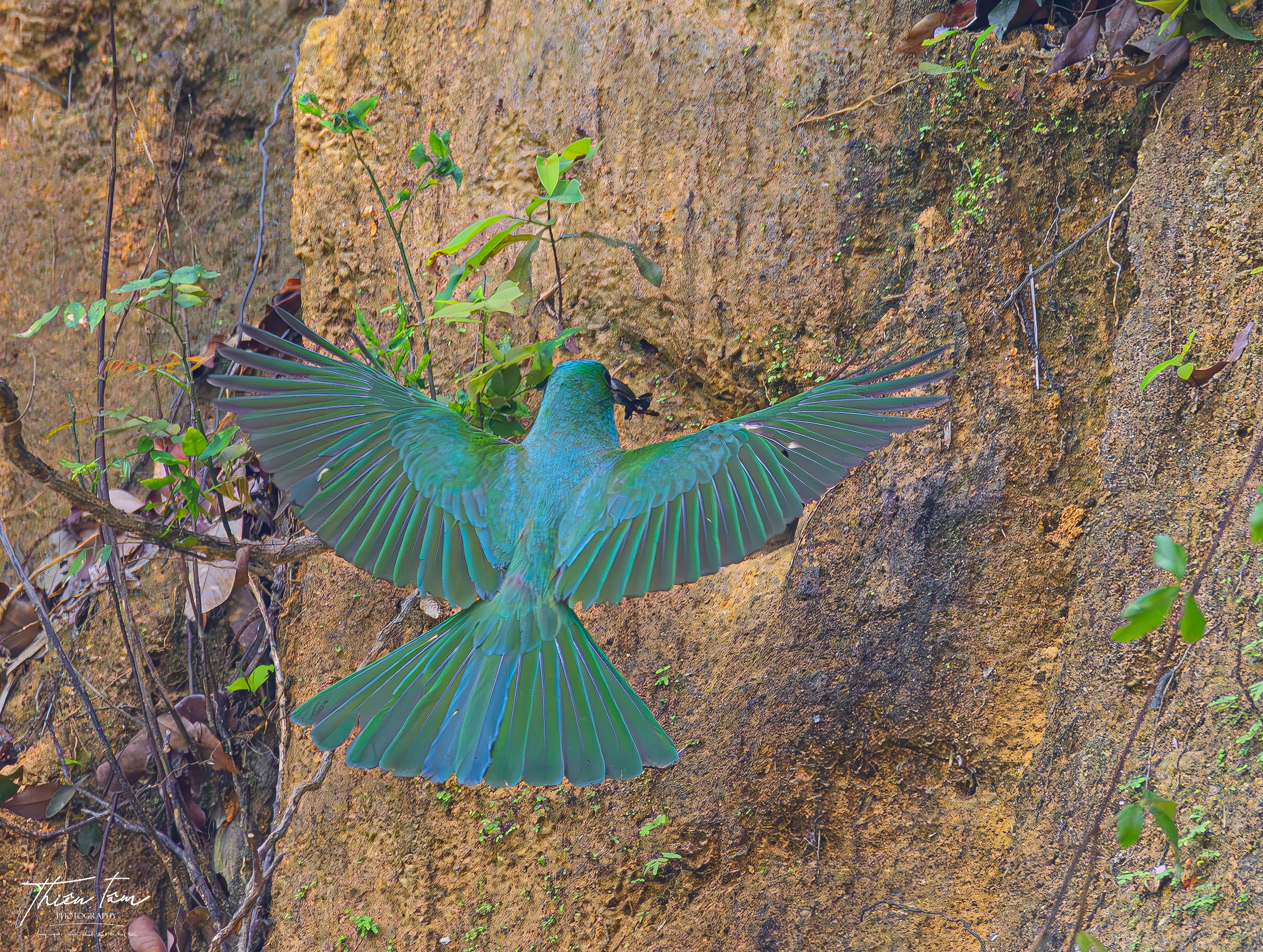 Cận cảnh chim trảu xanh mớm mồi cho con trong tổ ven vách đất - Ảnh 3. Cận cảnh chim trảu xanh mớm mồi cho con trong tổ ven vách đất - Ảnh 3.