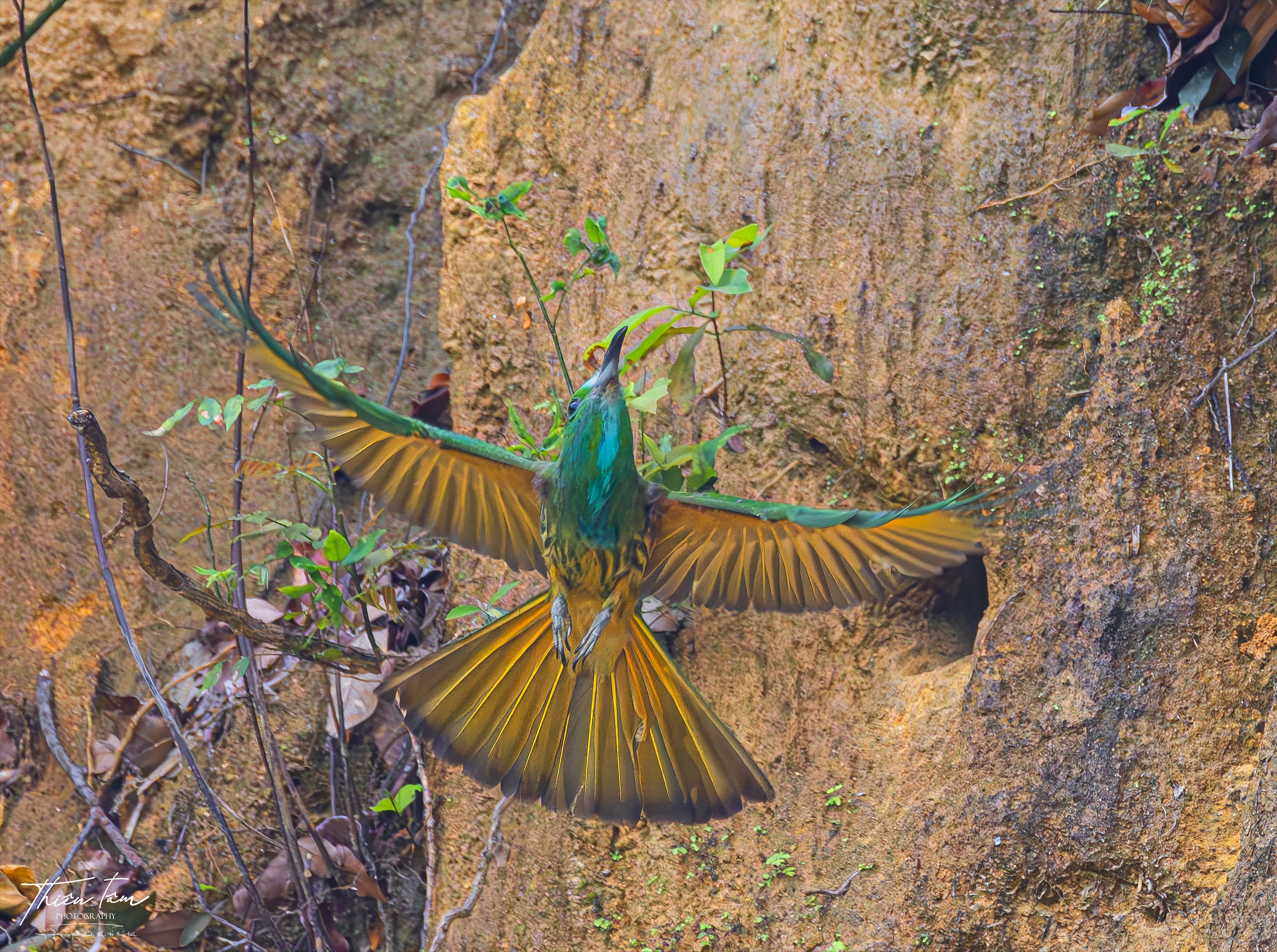 Cận cảnh chim trảu xanh mớm mồi cho con trong tổ ven vách đất - Ảnh 4. Cận cảnh chim trảu xanh mớm mồi cho con trong tổ ven vách đất - Ảnh 4.