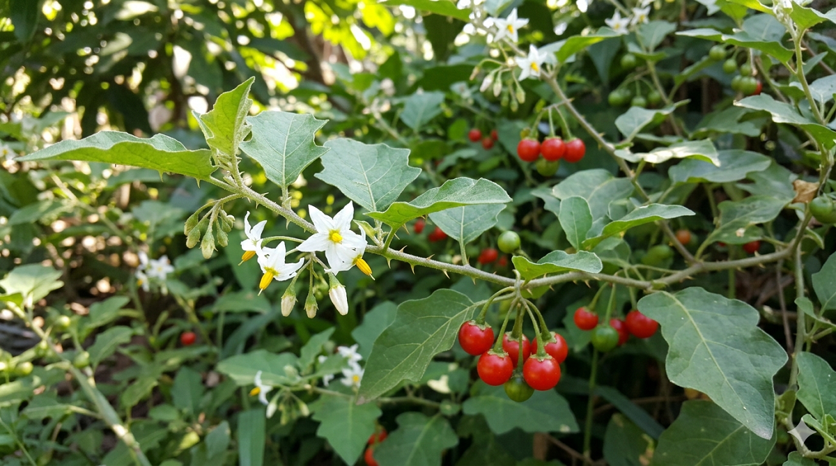 Có nên sử dụng cà gai leo để trị viêm gan B không? - Ảnh 1.