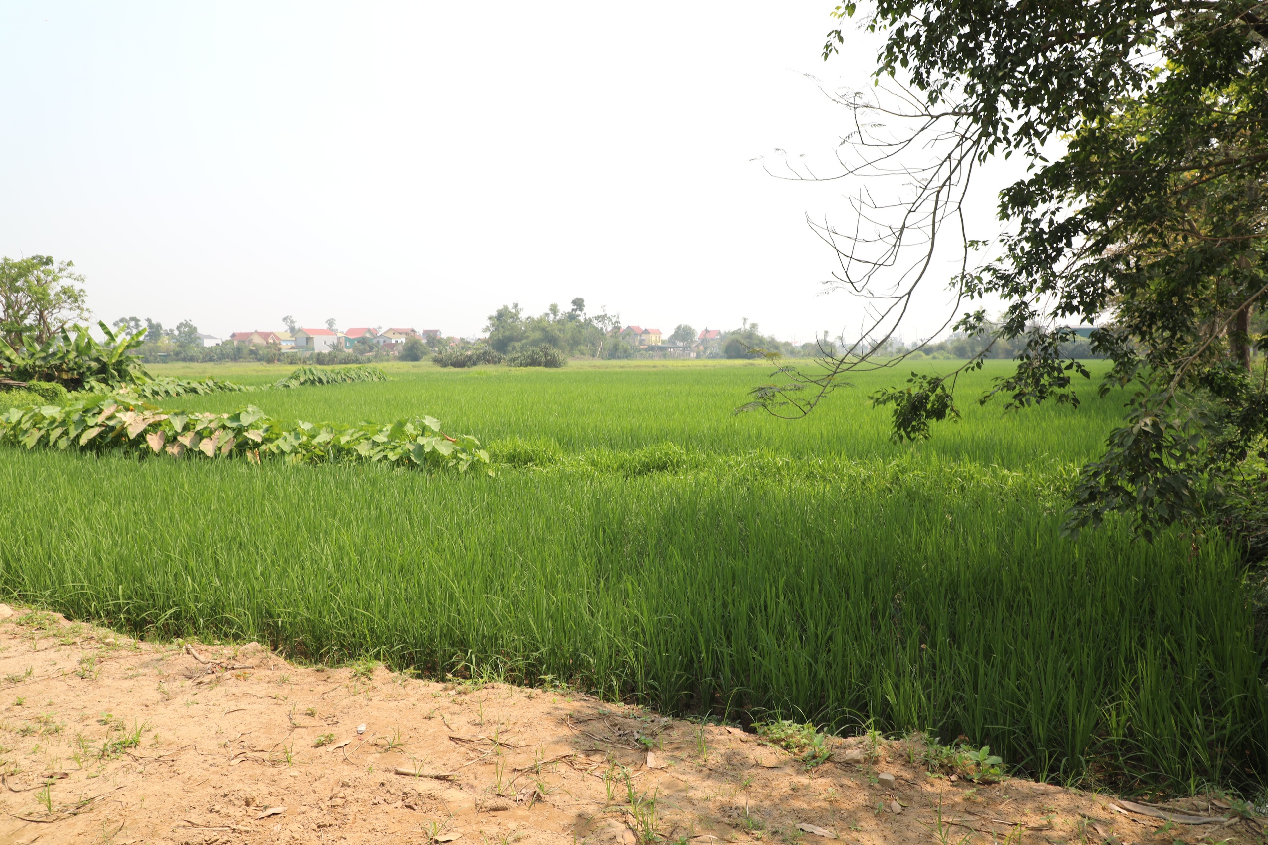 'Tuy&ecirc;n chiến' với dự &aacute;n treo- Ảnh 3.