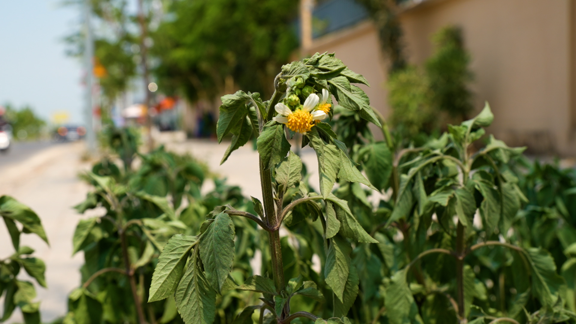 Nắng gắt ở TP.HCM b&agrave;o sức người lao động ngo&agrave;i trời, 'c&oacute; ng&agrave;y uống đến 5 l&iacute;t nước'- Ảnh 2.