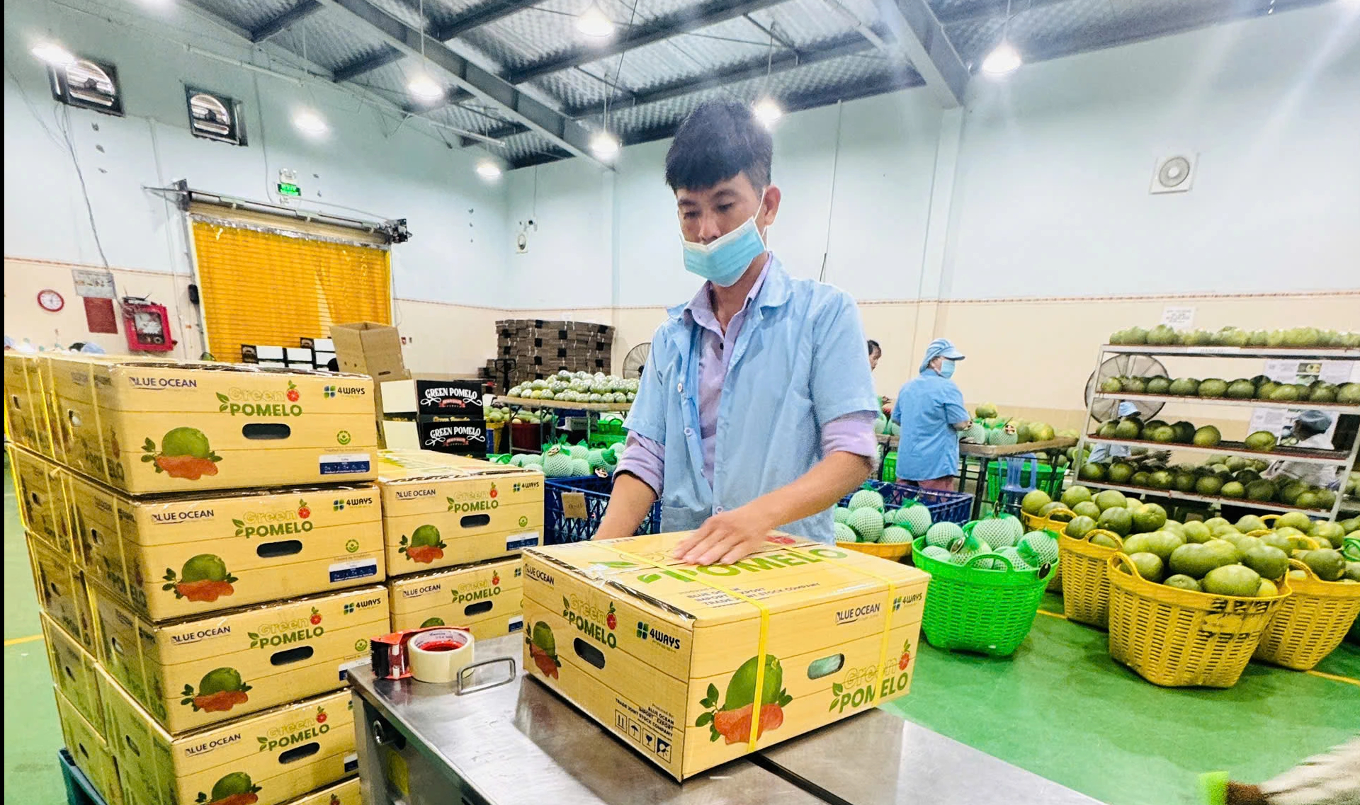 Lợi thế đặc biệt của bưởi Việt Nam xuất khẩu Trung Quốc- Ảnh 2.
