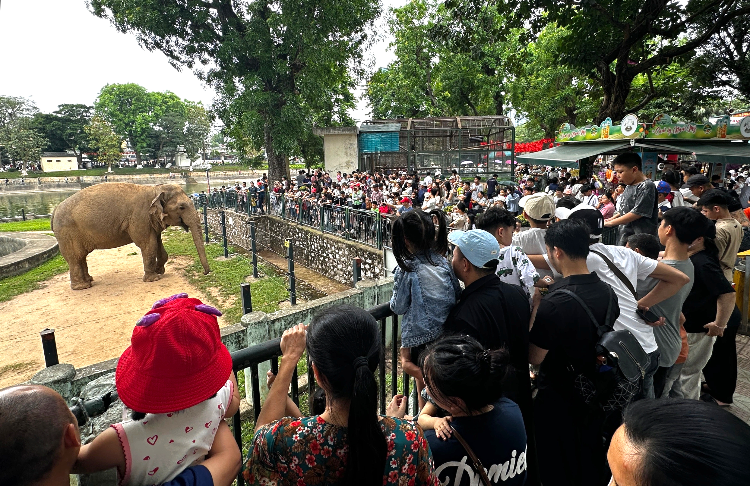 Vườn th&uacute; H&agrave; Nội đ&ocirc;ng nghịt người, loa ph&aacute;t thanh li&ecirc;n tục cảnh b&aacute;o m&oacute;c t&uacute;i- Ảnh 3.