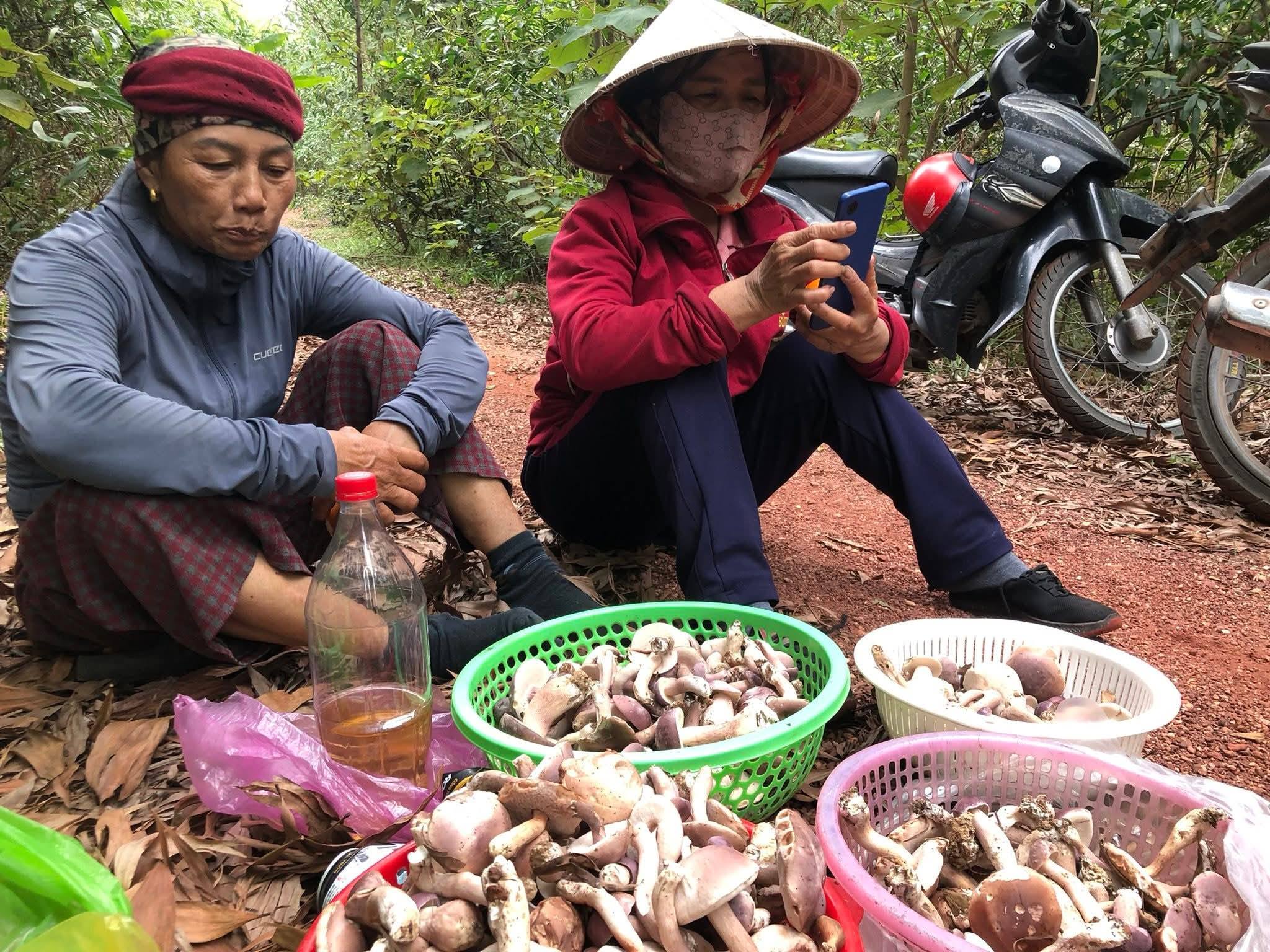 Ăn nấm tràm tốt cho hệ cơ quan nào trên cơ thể? - Ảnh 1.