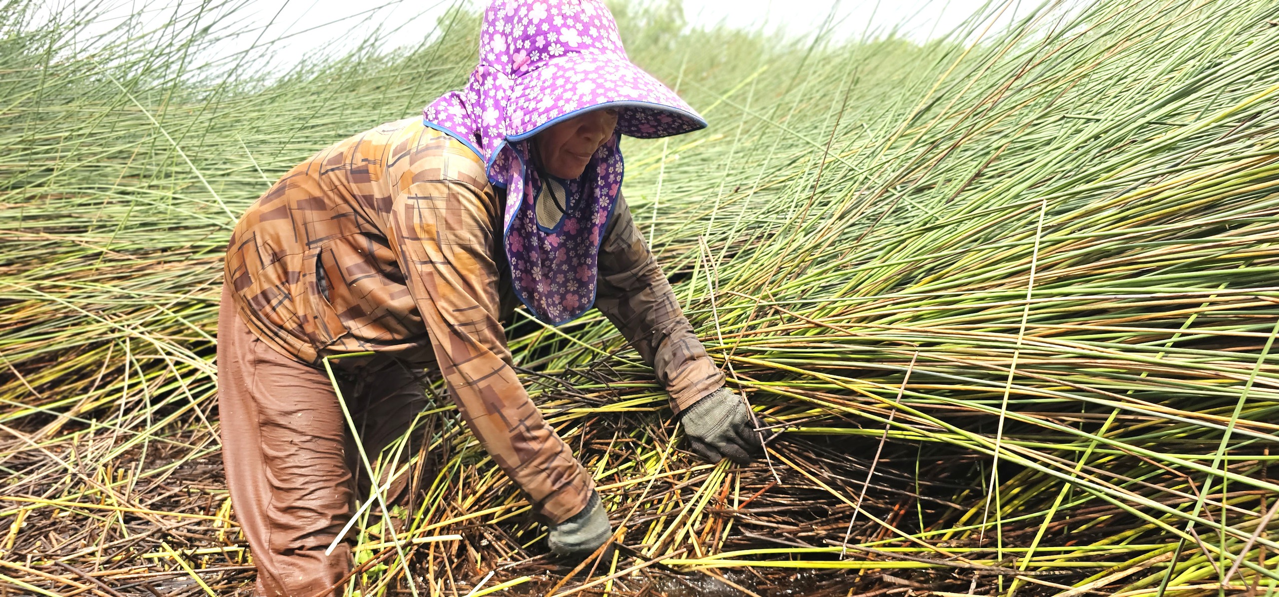 Cỏ B&agrave;ng Đức Lập: Nhọc Nhằn nghề cắt cỏ b&agrave;ng Thu&ecirc; - Ảnh 1.