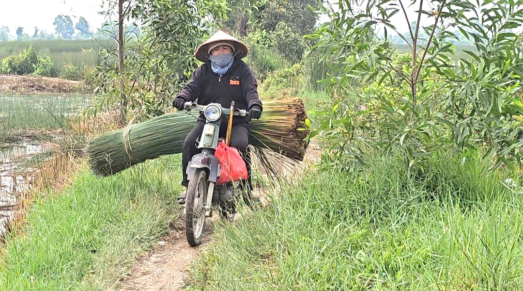 Cỏ B&agrave;ng Đức Lập: Nhọc Nhằn nghề cắt cỏ b&agrave;ng Thu&ecirc; - Ảnh 5.