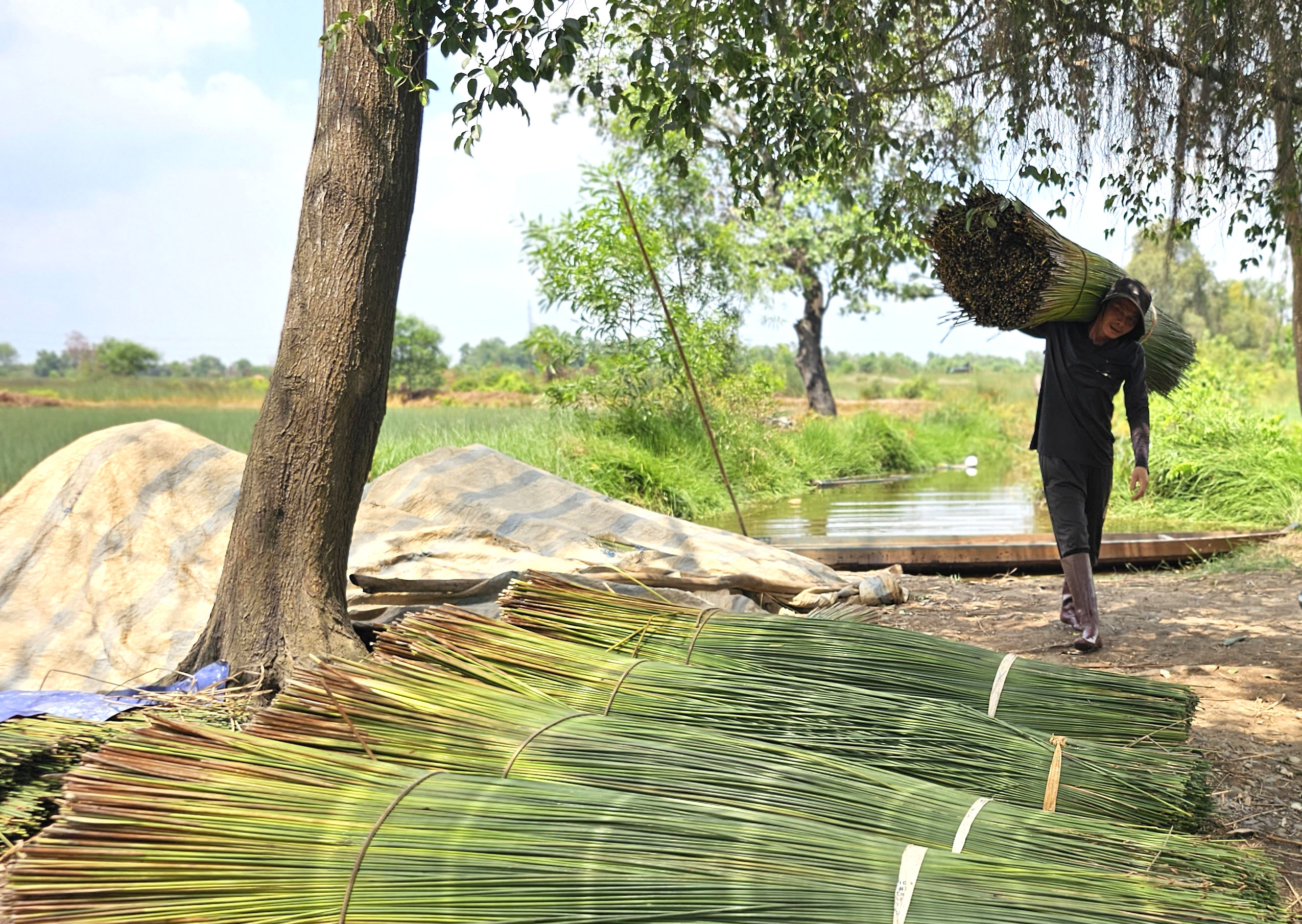 Cỏ Bàng Đức Lập: Nặng lòng với cánh đồng bàng - Ảnh 9.
