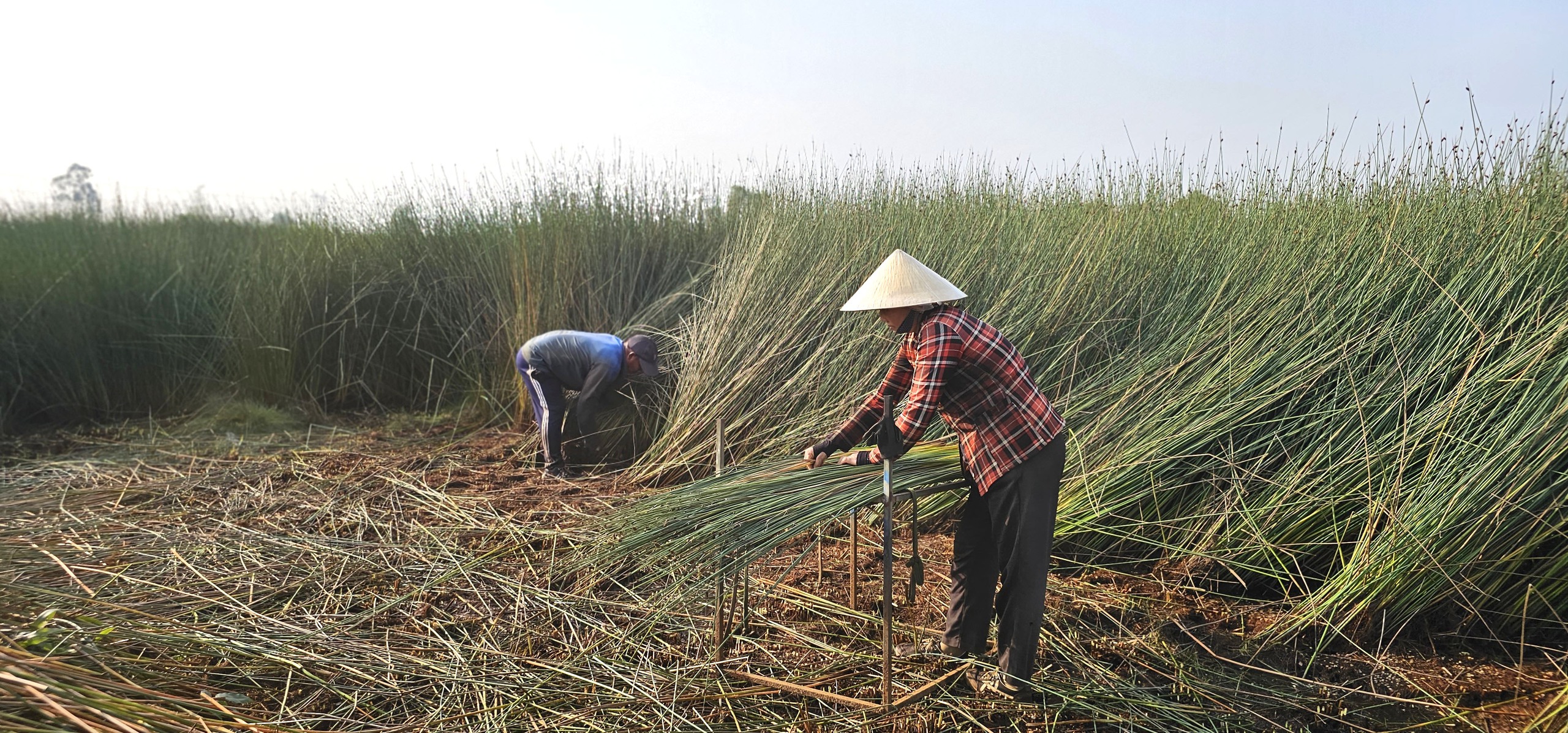 Cỏ Bàng Đức Lập: Nặng lòng với cánh đồng bàng - Ảnh 1.