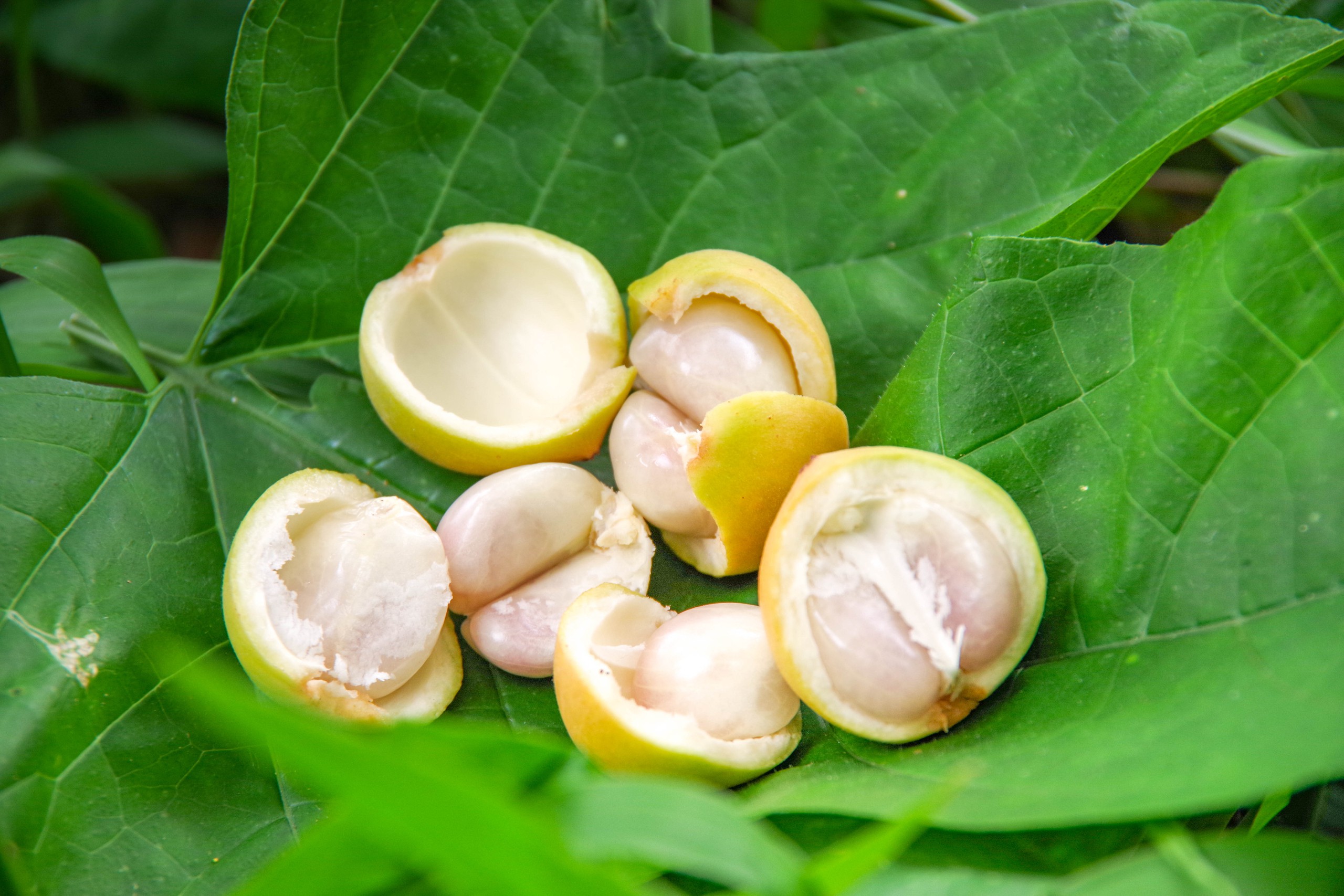 Rực rỡ mùa dâu núi Cấm- Ảnh 10.