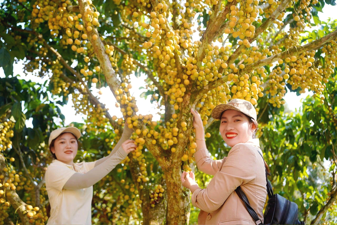 Rực rỡ mùa dâu núi Cấm- Ảnh 1.