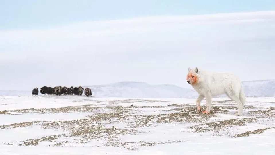 Ngắm những bức ảnh thiên nhiên đẹp nhất thế giới năm 2026- Ảnh 9.