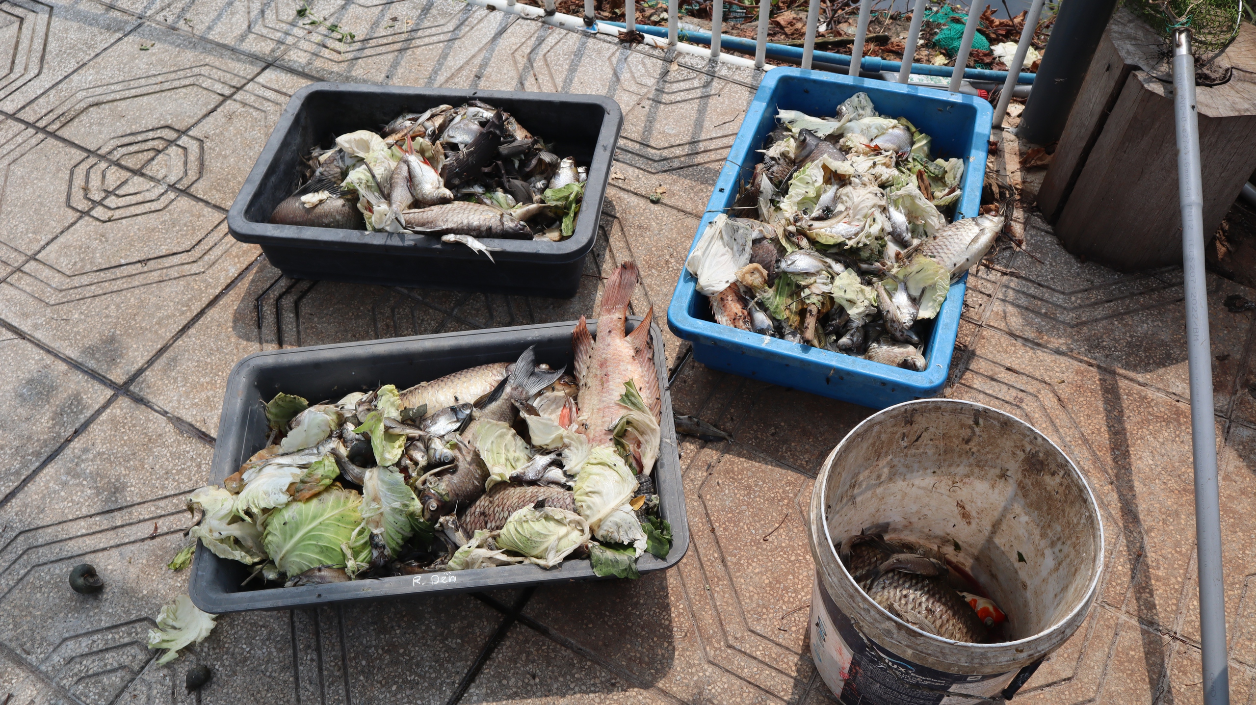 Đồng Nai: Tìm nguyên nhân tình trạng cá chết trên lòng hồ thủy lợi Phước Hòa - Ảnh 2.