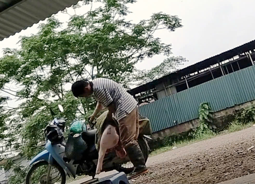 Hà Nội chỉ đạo nóng vụ thú y để thương lái đóng dấu kiểm dịch thịt lợn- Ảnh 1. Hà Nội chỉ đạo nóng vụ thú y để thương lái đóng dấu kiểm dịch thịt lợn- Ảnh 1.