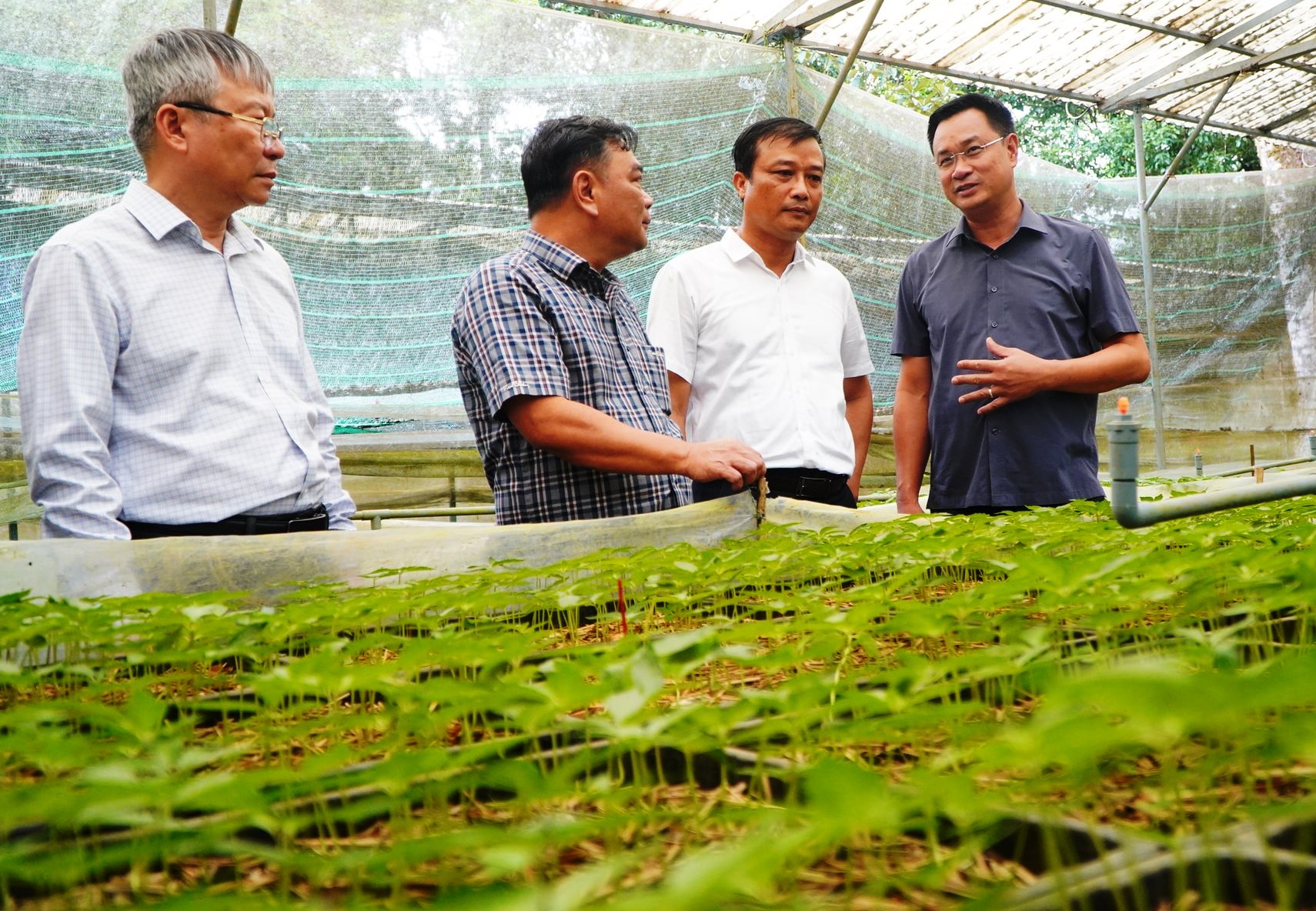 THACO bắt tay Đà Nẵng phát triển vùng sâm Ngọc Linh 8.000 ha- Ảnh 2. THACO bắt tay Đà Nẵng phát triển vùng sâm Ngọc Linh 8.000 ha- Ảnh 2.