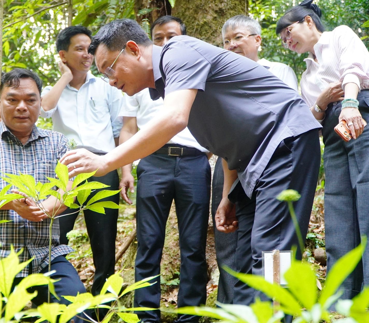 THACO bắt tay Đà Nẵng phát triển vùng sâm Ngọc Linh 8.000 ha- Ảnh 1. THACO bắt tay Đà Nẵng phát triển vùng sâm Ngọc Linh 8.000 ha- Ảnh 1.