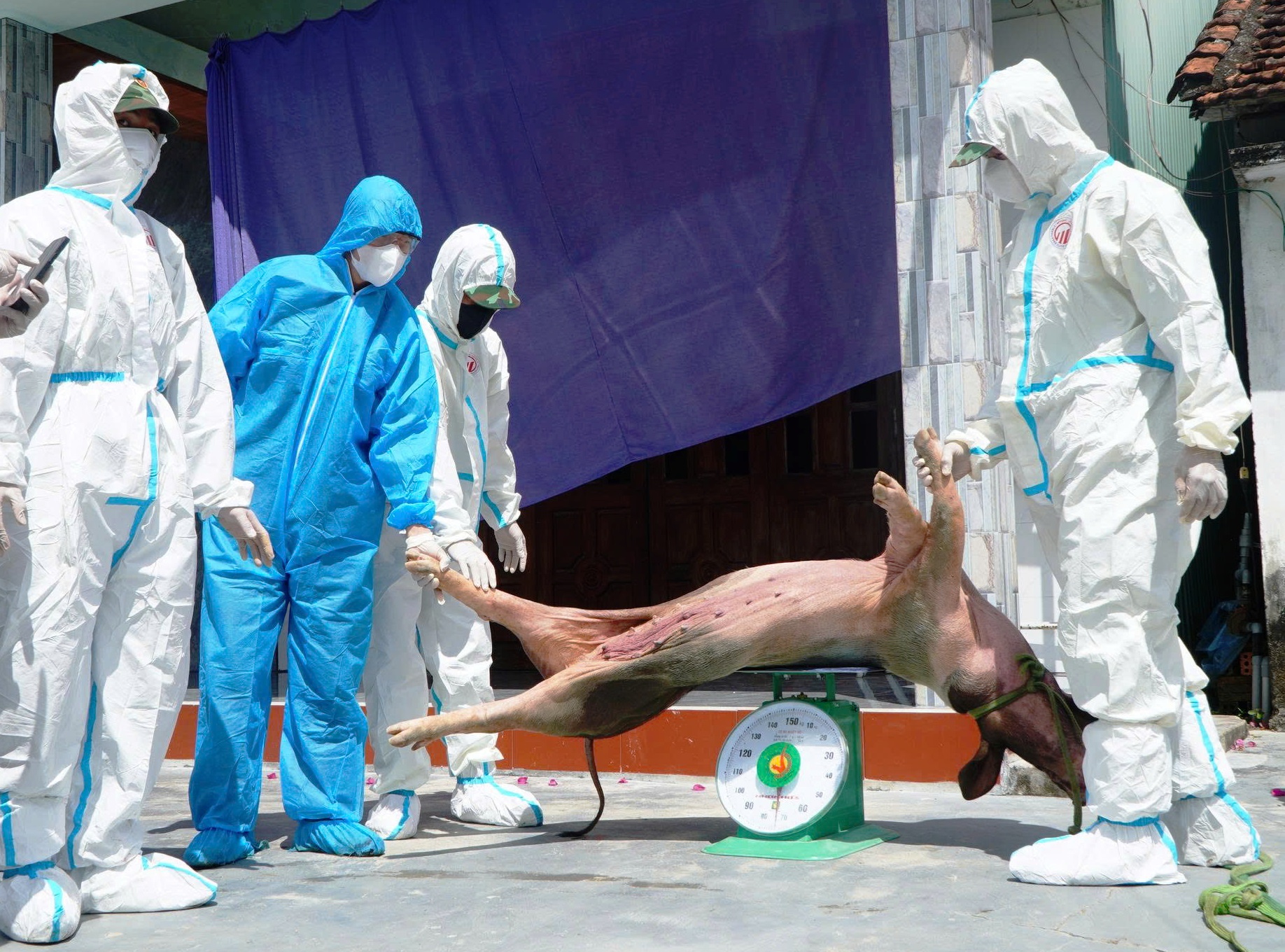 Virus Serotype SAT1 đe dọa xâm nhập, Đà Nẵng kích hoạt phòng dịch, siết chặt biên giới- Ảnh 1.