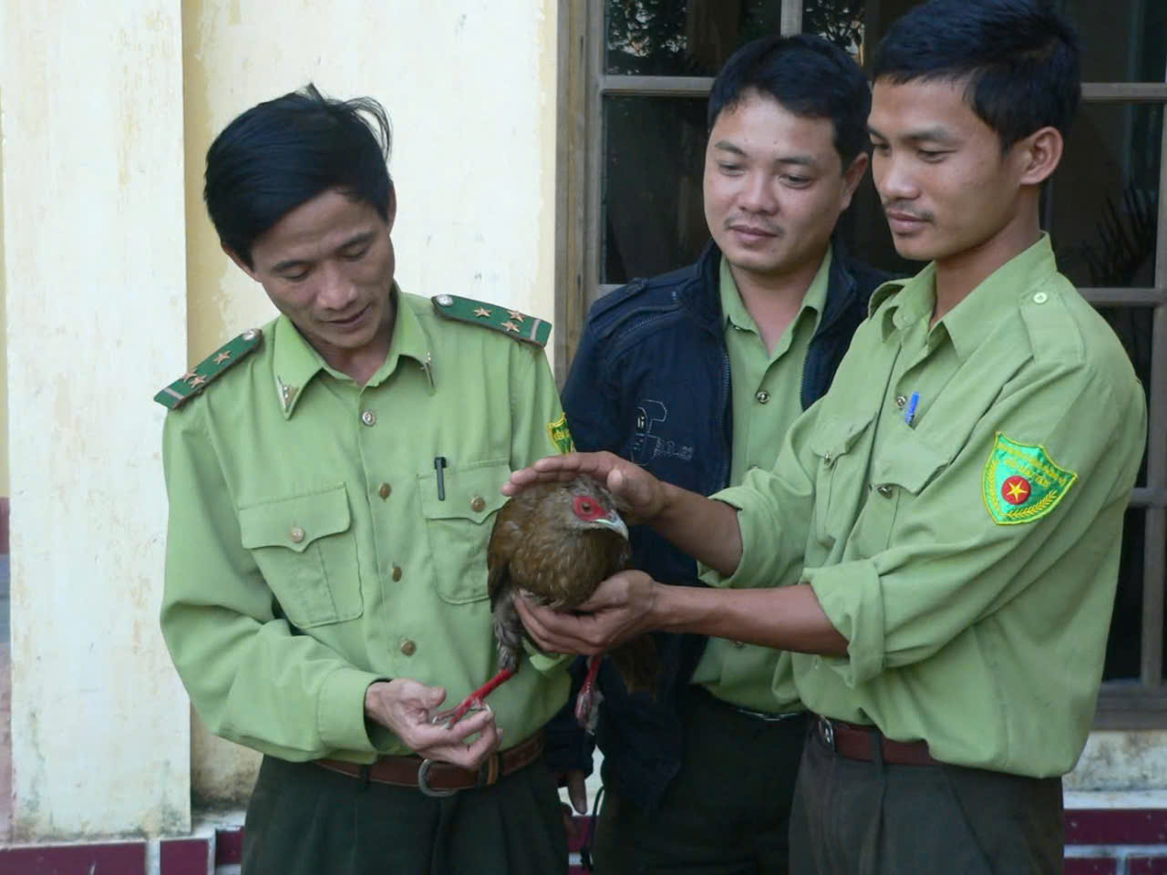 Hành trình hồi hương của gà lôi lam mào trắng sau hơn 100 năm ở trời Âu - Ảnh 4.