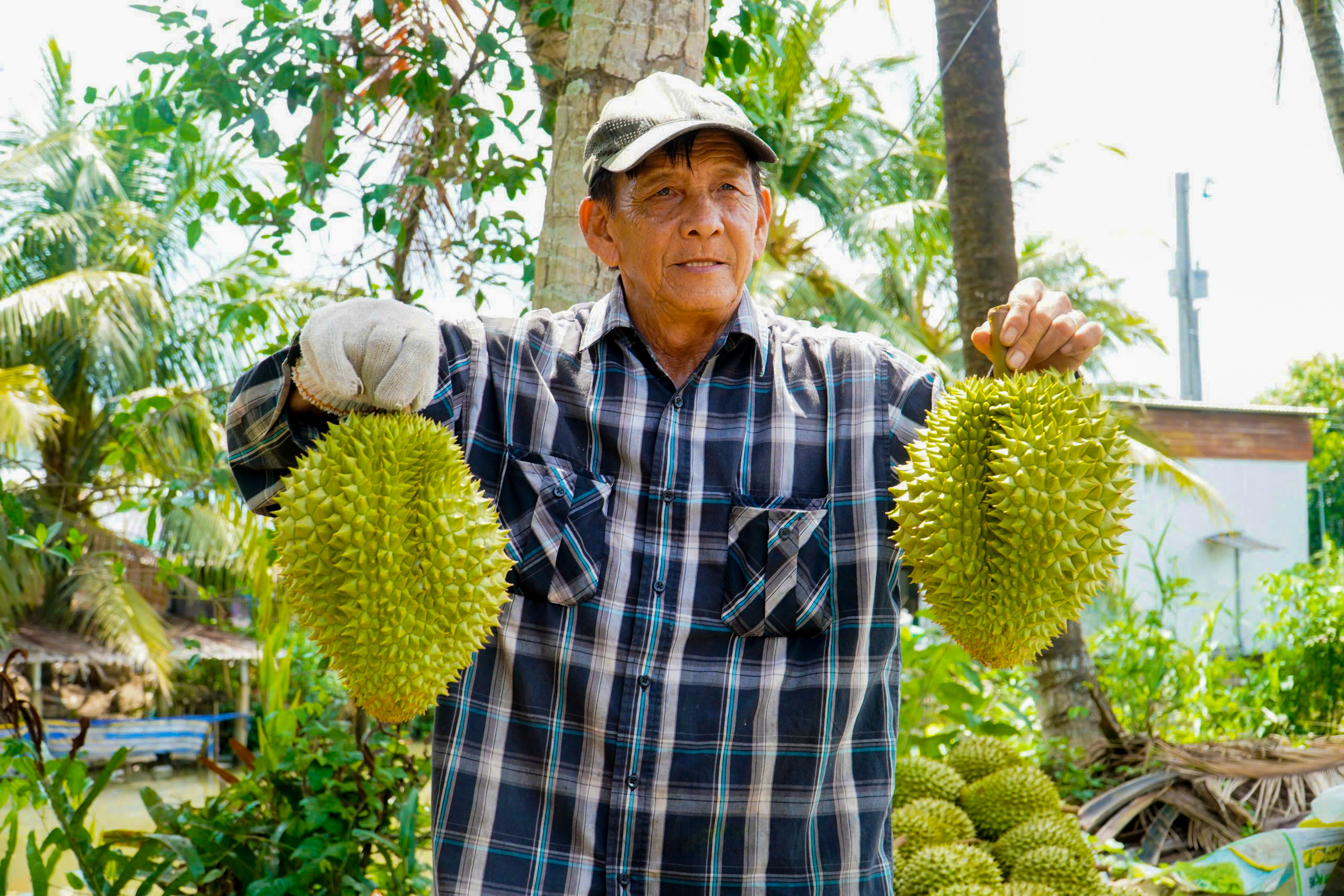 Bí quyết giúp nông dân trồng sầu riêng giữ giá ổn định - Ảnh 2.