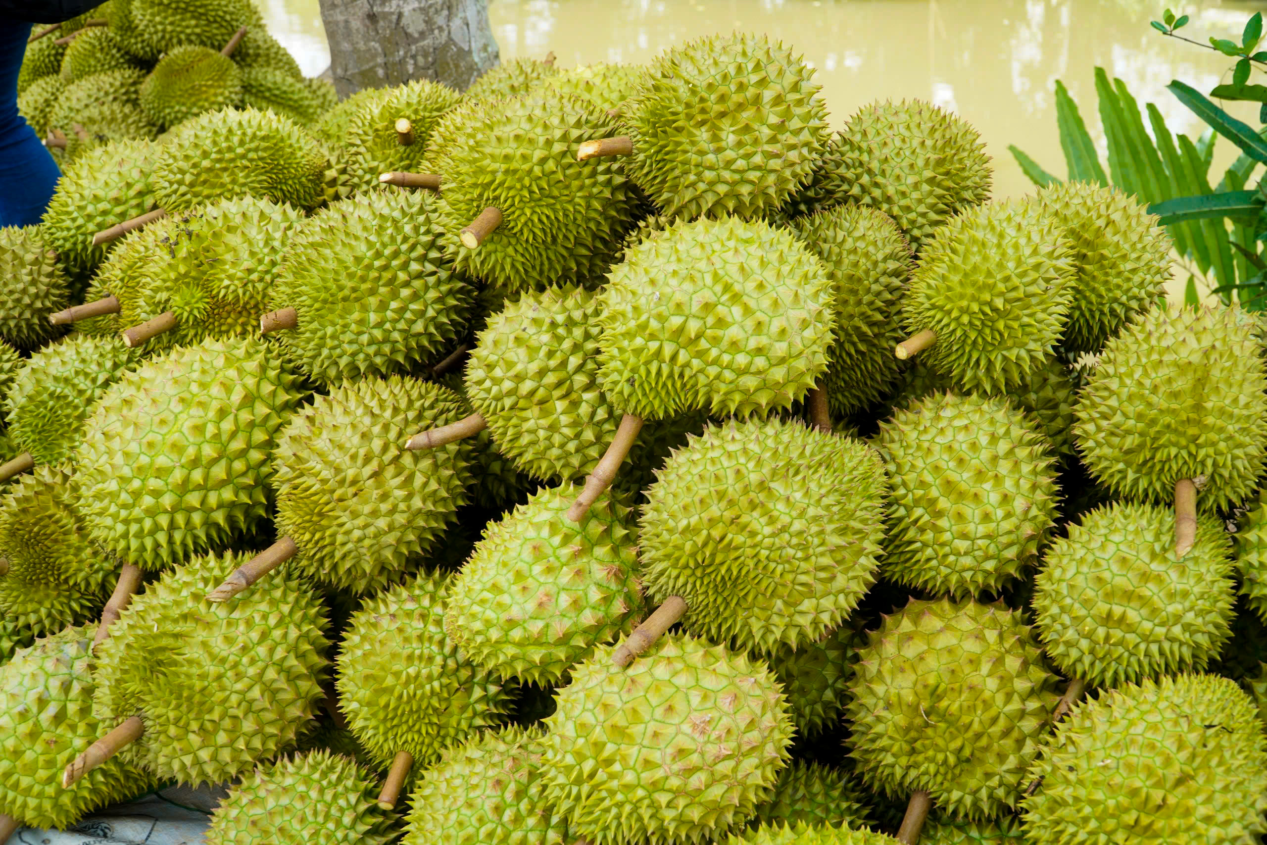 Bí quyết giúp nông dân trồng sầu riêng giữ giá ổn định - Ảnh 1.