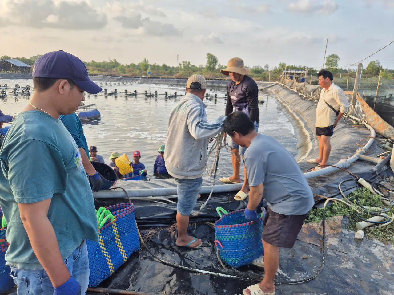 Nuôi tôm công nghiệp và quảng canh ở Cà Mau: Nhiều thành công cũng lắm rủi ro- Ảnh 1.