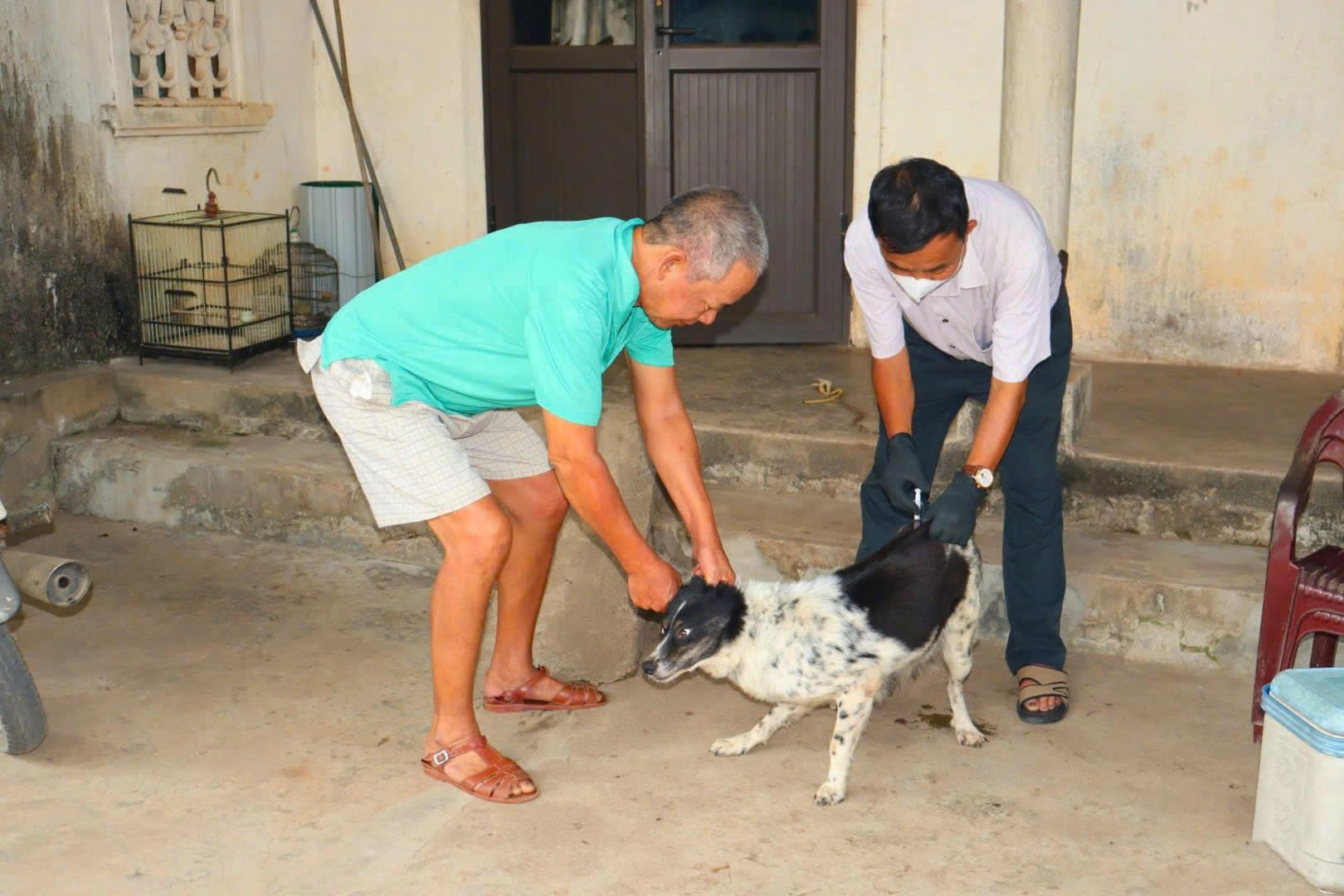 Liên tiếp các vụ chó thả rông tấn công người - Ảnh 3.