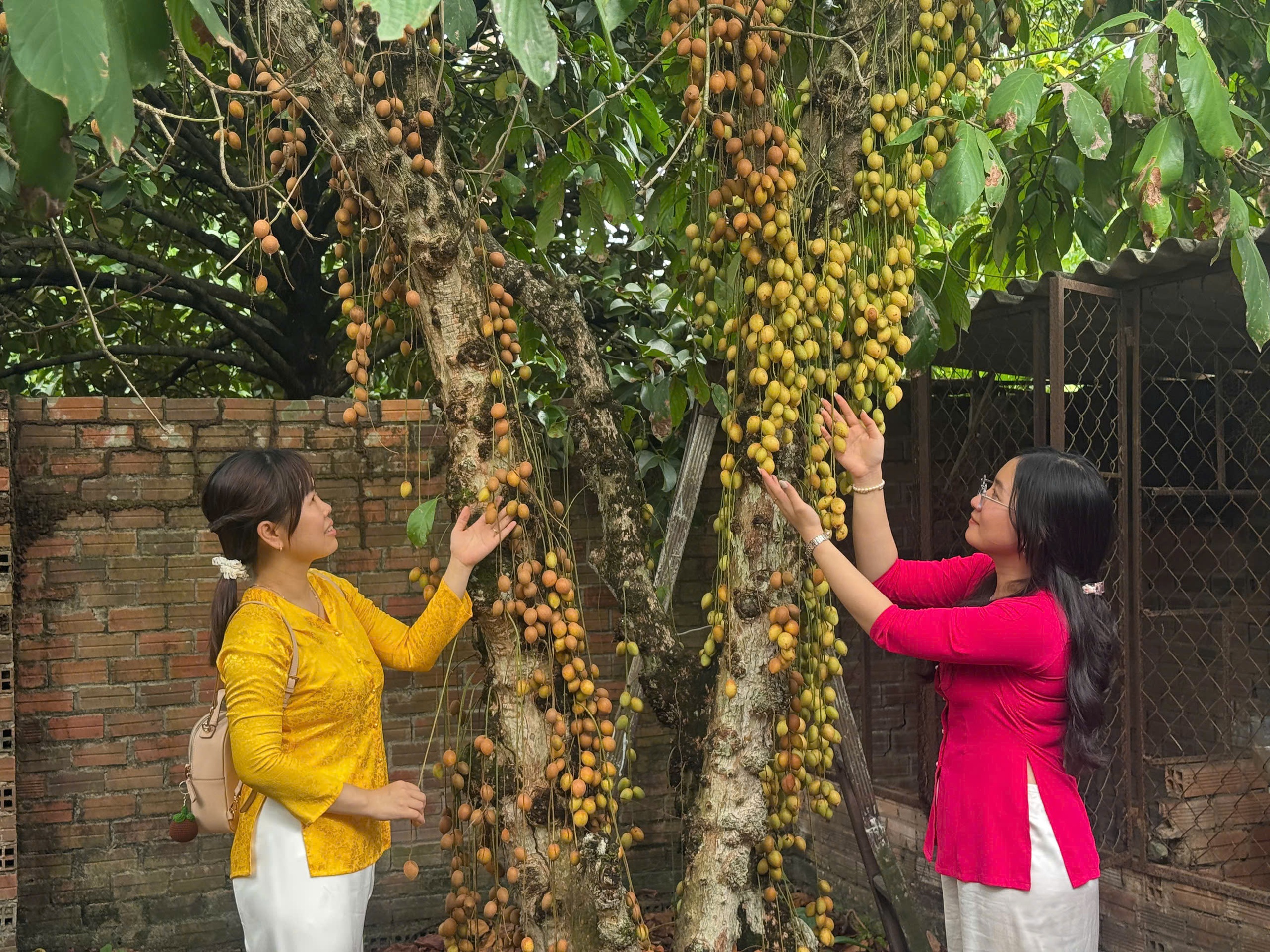 Mùa trái chín đến Thuận An thưởng thức đặc sản miệt vườn - Ảnh 2.