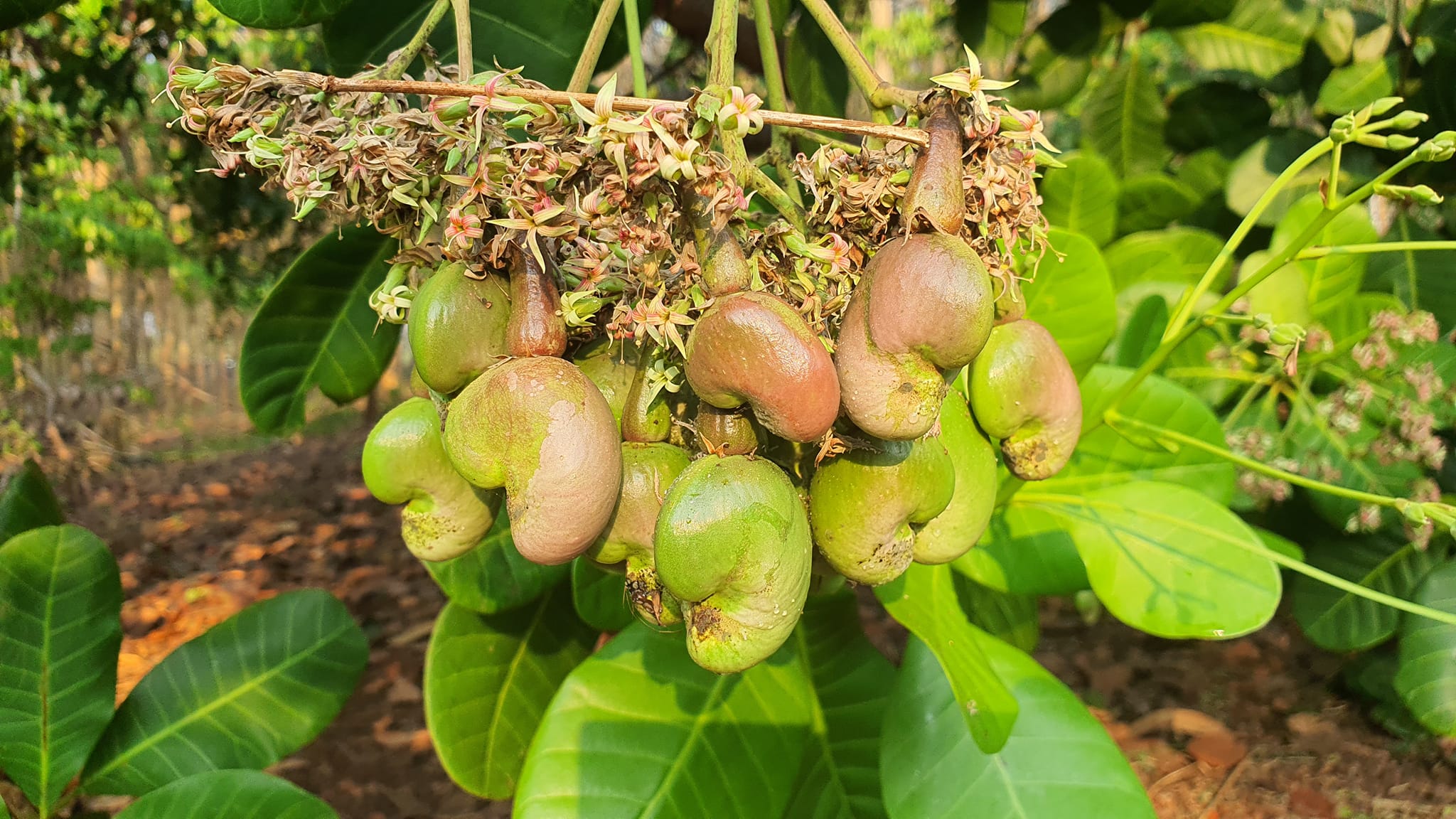 Đồng Nai: Nơi có hạt điều "ngon nhất thế giới" - Ảnh 1.