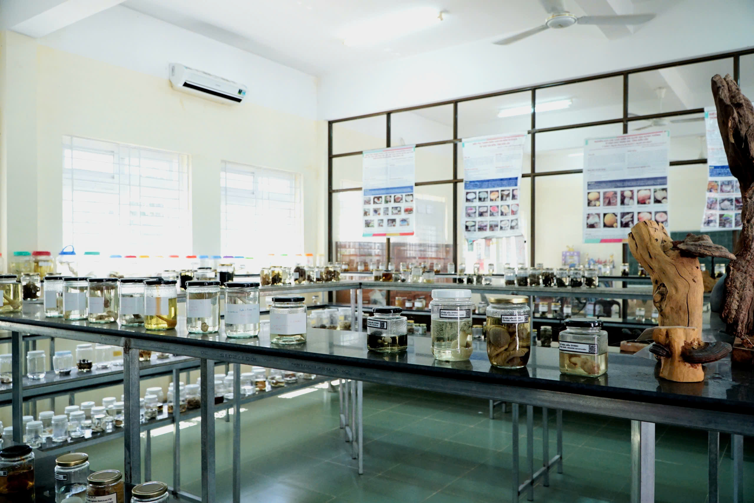 'Hồi sinh' những loài nấm quý - Ảnh 4.