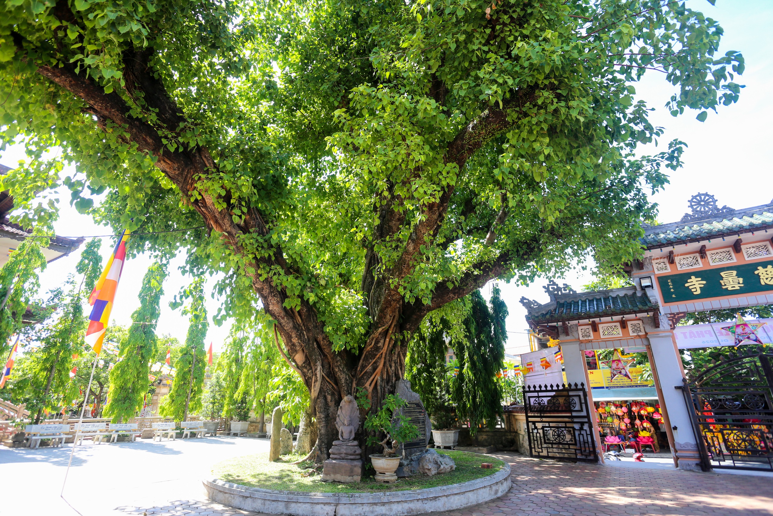 Ghé thăm những ngôi cổ tự trăm năm tuổi ở Huế dịp đại lễ Phật đản- Ảnh 7.