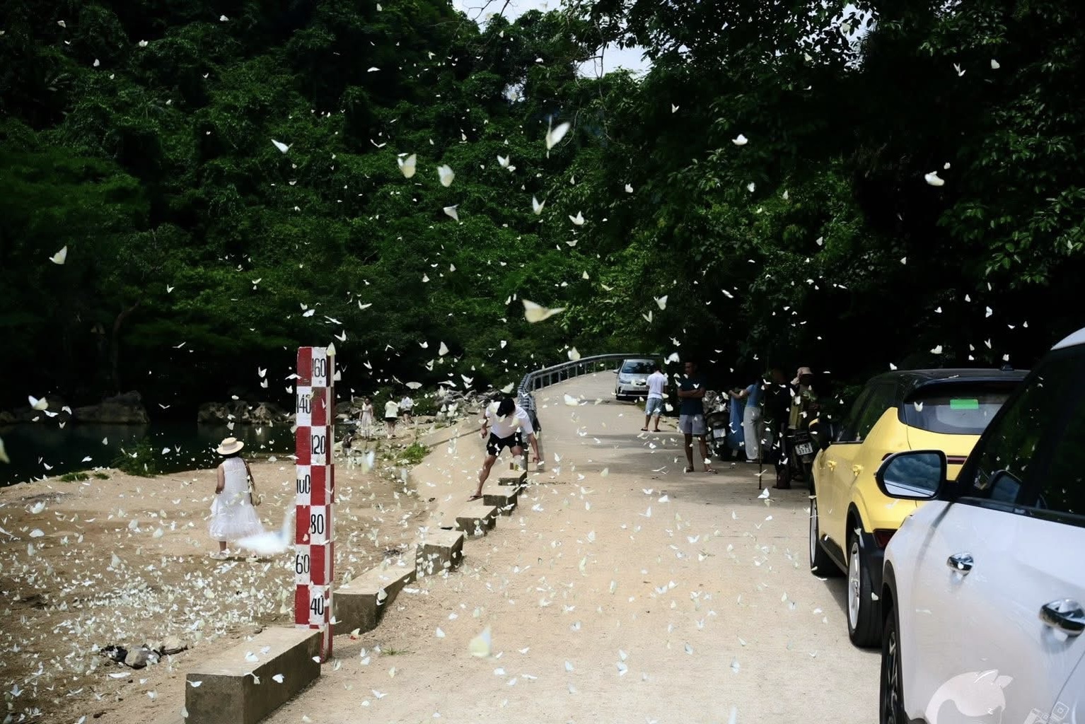 Mê mẩn mùa bướm trắng ở Phong Nha- Ảnh 2. Mê mẩn mùa bướm trắng ở Phong Nha- Ảnh 2.