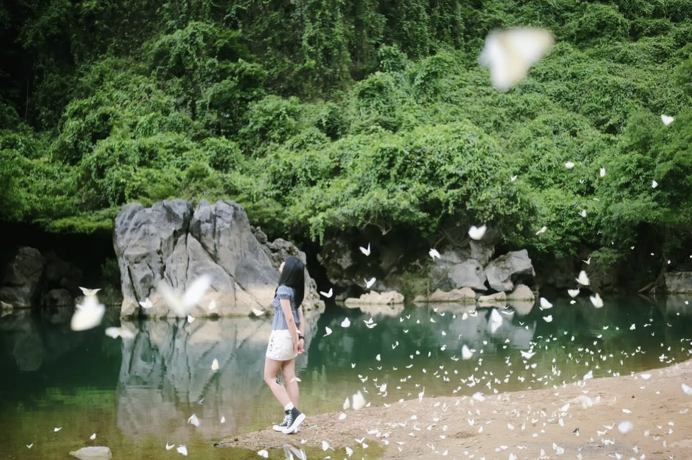 Mê mẩn mùa bướm trắng ở Phong Nha- Ảnh 4. Mê mẩn mùa bướm trắng ở Phong Nha- Ảnh 4.