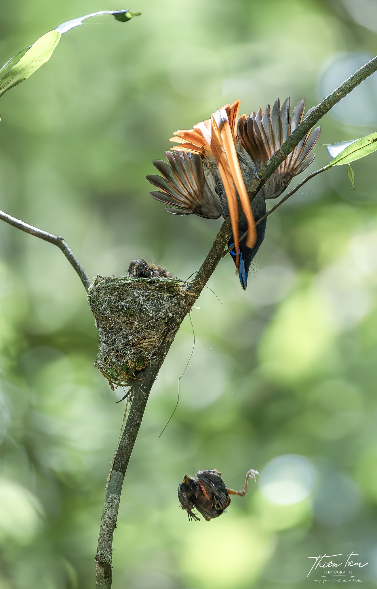 Xót xa cảnh chim thiên đường gắp con chết khỏi tổ, tiếp tục chăm con còn lại - Ảnh 7.