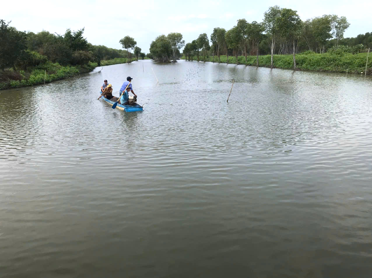 Làm giàu từ nuôi sò huyết dưới tán rừng ở An Giang- Ảnh 3.