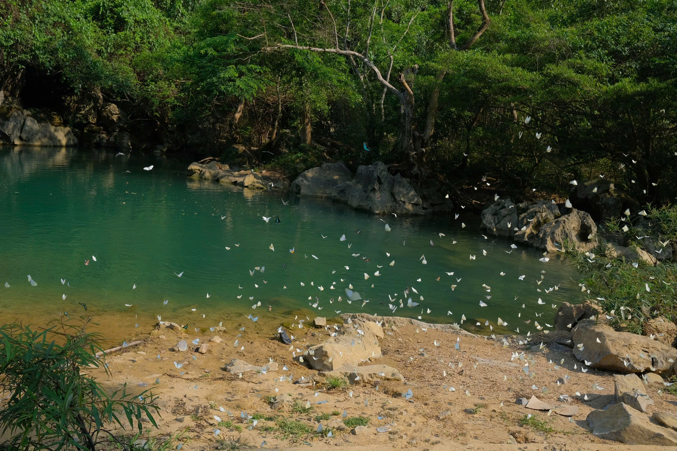 Mê mẩn mùa bướm trắng ở Phong Nha- Ảnh 1. Mê mẩn mùa bướm trắng ở Phong Nha- Ảnh 1.