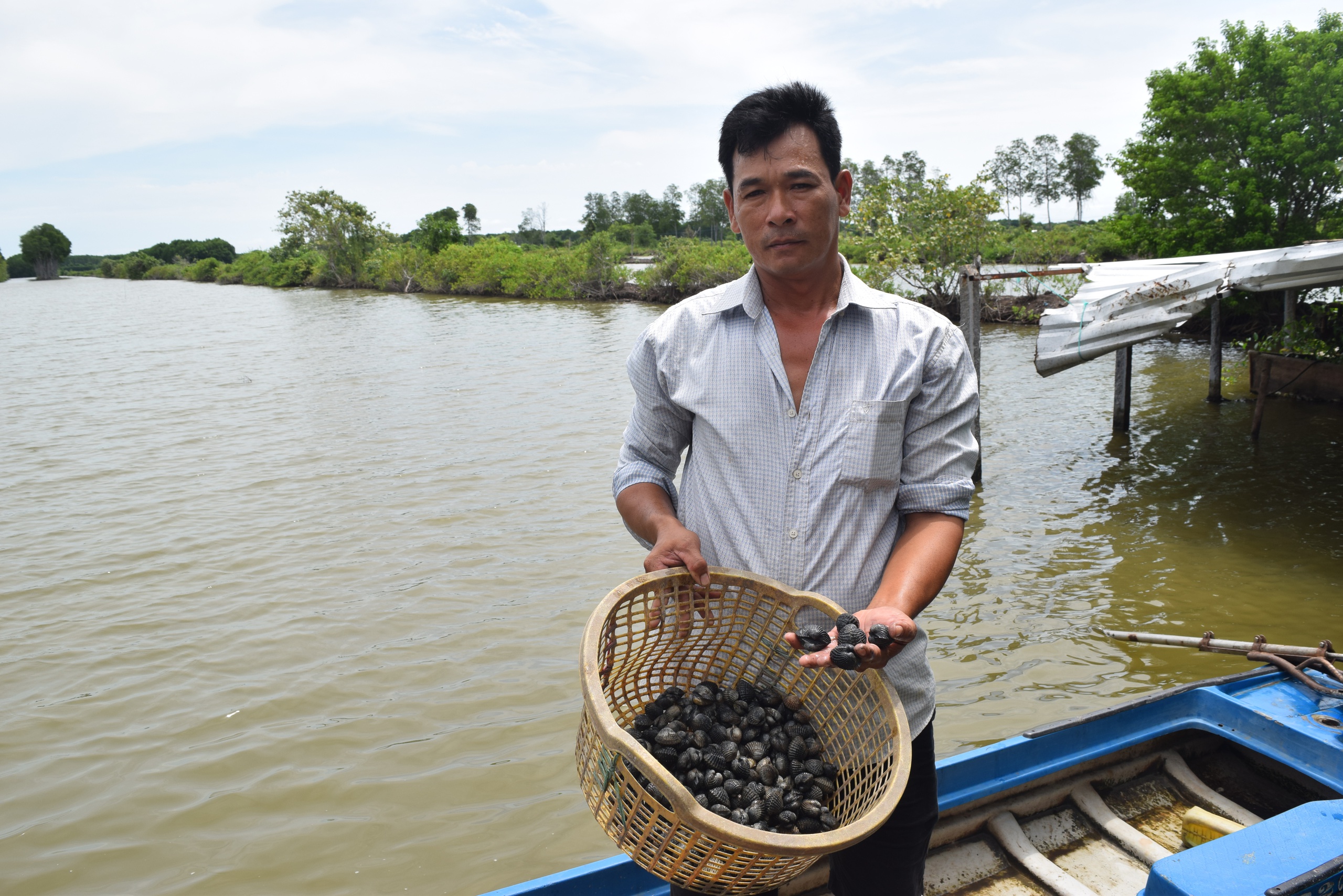 Làm giàu từ nuôi sò huyết dưới tán rừng ở An Giang- Ảnh 6.
