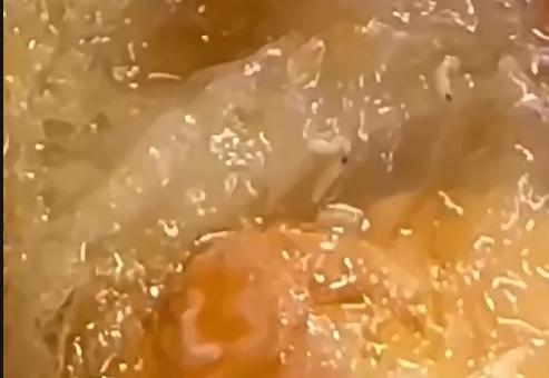 Dòi bò lúc nhúc trong hộp xôi mua tại tiệm bánh mì ở Quảng Trị- Ảnh 1. Dòi bò lúc nhúc trong hộp xôi mua tại tiệm bánh mì ở Quảng Trị- Ảnh 1.