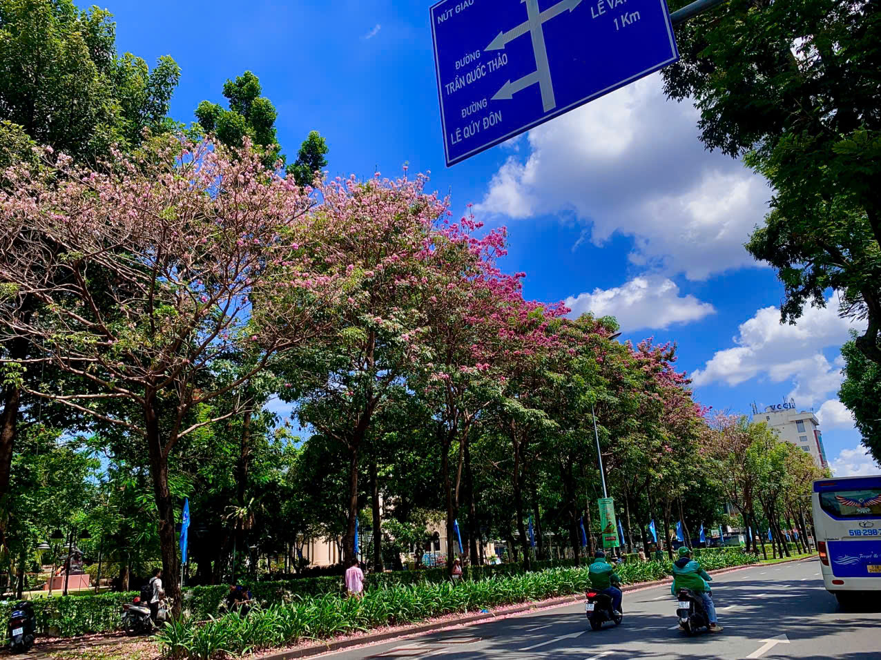 Tuyến đường hoa kèn hồng rực rỡ, người trẻ mê mệt tìm đến check-in - Ảnh 3.