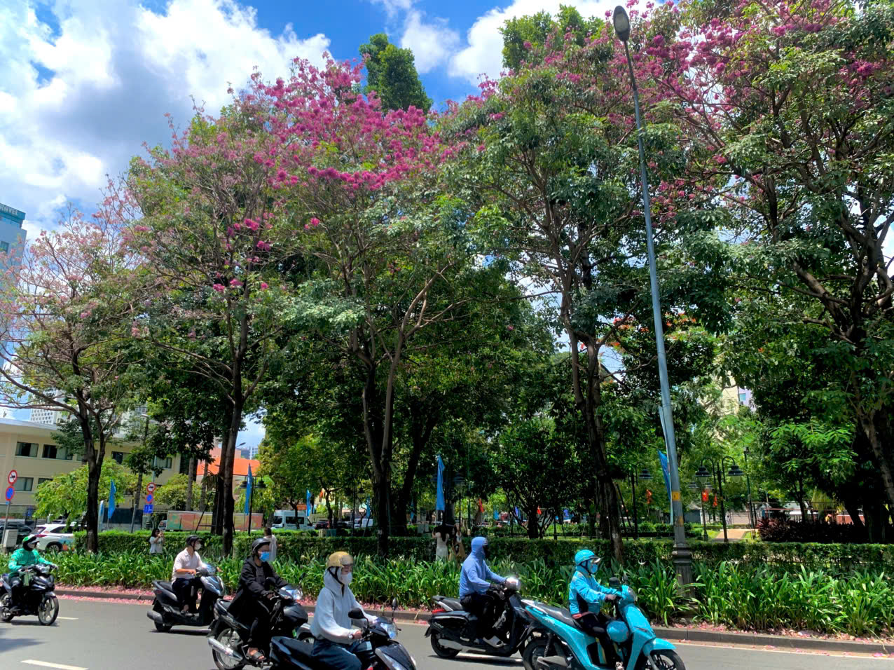 Tuyến đường hoa kèn hồng rực rỡ, người trẻ mê mệt tìm đến check-in - Ảnh 2.