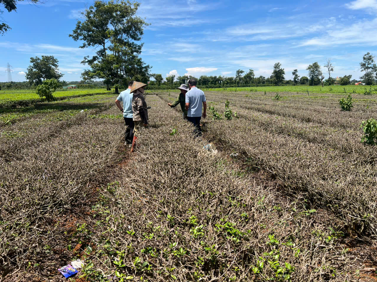 Thu không đủ trả tiền công, làm sao giữ vùng chè Biển Hồ? - Ảnh 2.