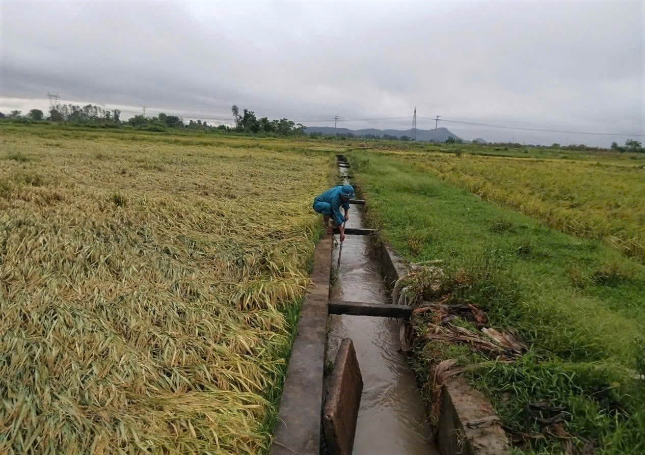 Hà Tĩnh: Gần 5.900 ha lúa xuân bị 'quật ngã' sau đêm dông lốc, mưa đá - Ảnh 2.