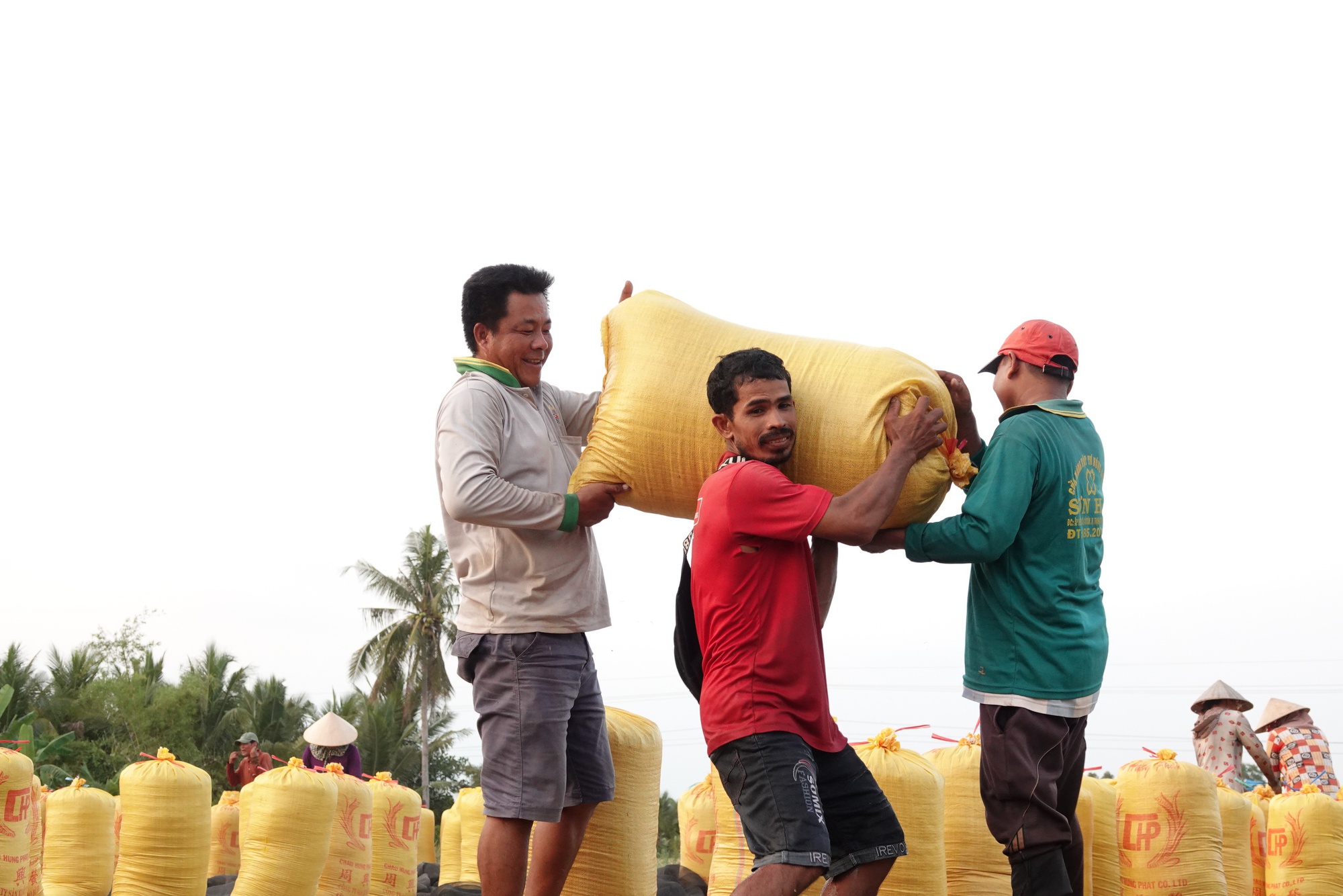 'Cởi tr&oacute;i' xuất khẩu gạo cần lộ tr&igrave;nh?- Ảnh 1.