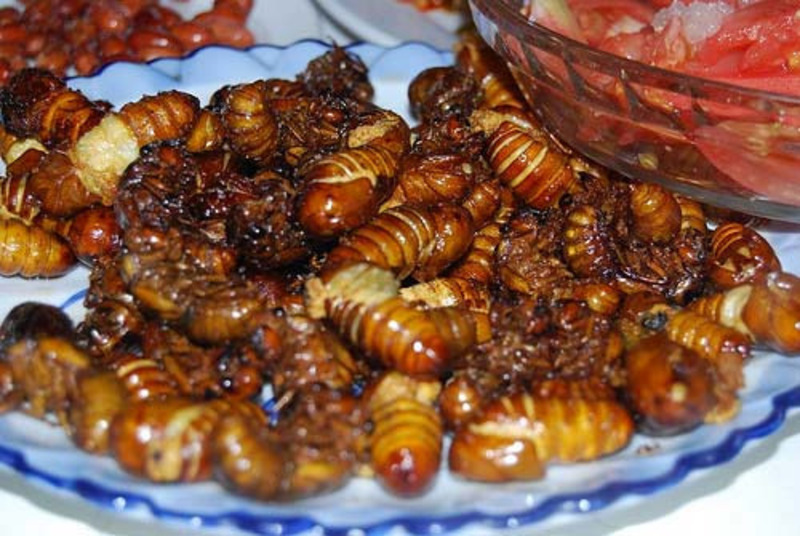 Bắt ve sầu ăn, nhiều người dân miền núi nhập viện do ngộ độc - Ảnh 2.