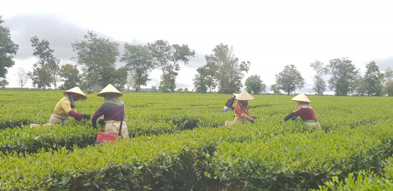 Trăm năm hương ch&egrave; B&agrave;u Cạn - Ảnh 1.