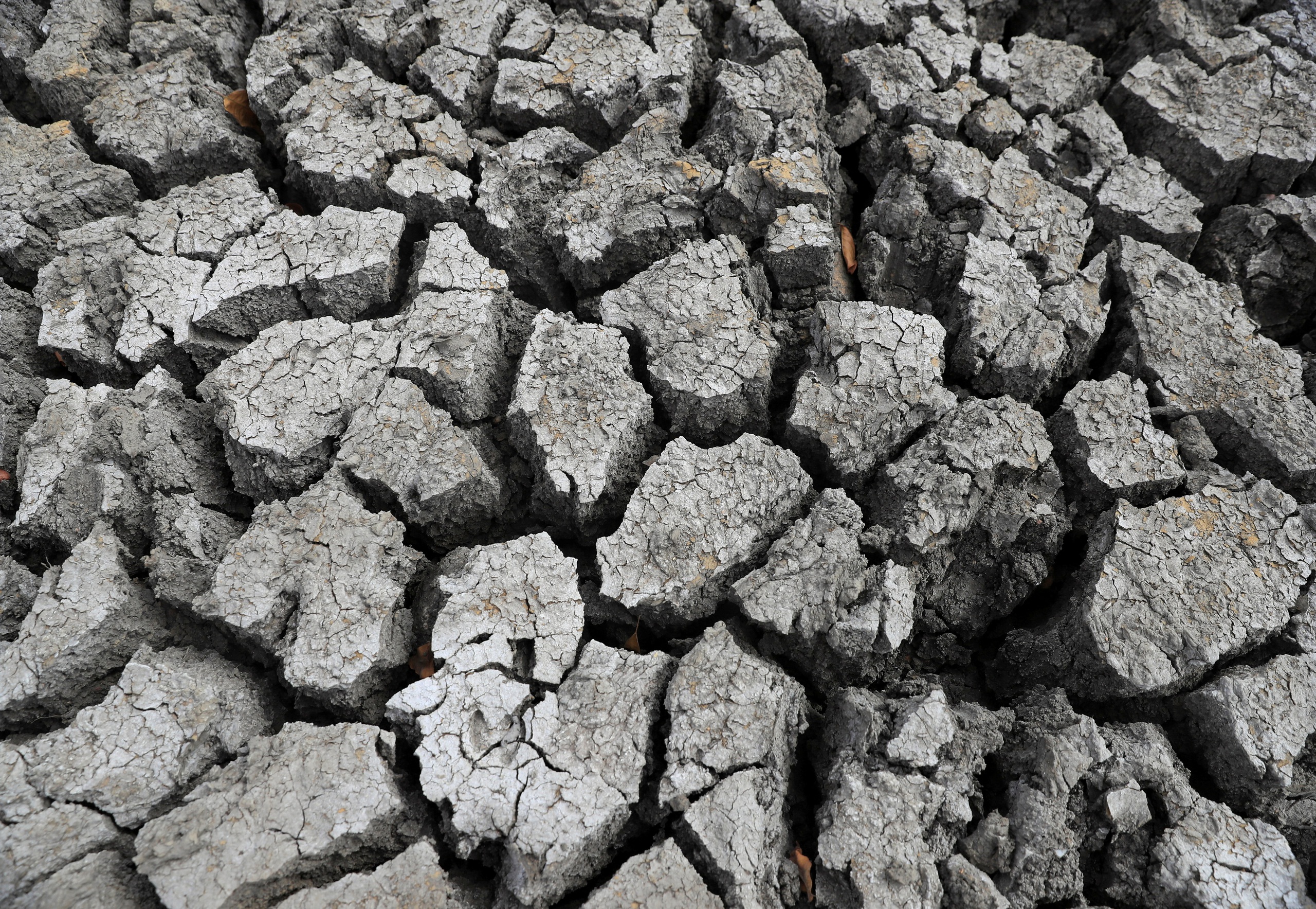 El Nino c&oacute; thể si&ecirc;u mạnh trong năm nay, g&acirc;y thiệt hại m&ugrave;a m&agrave;ng - Ảnh 1.