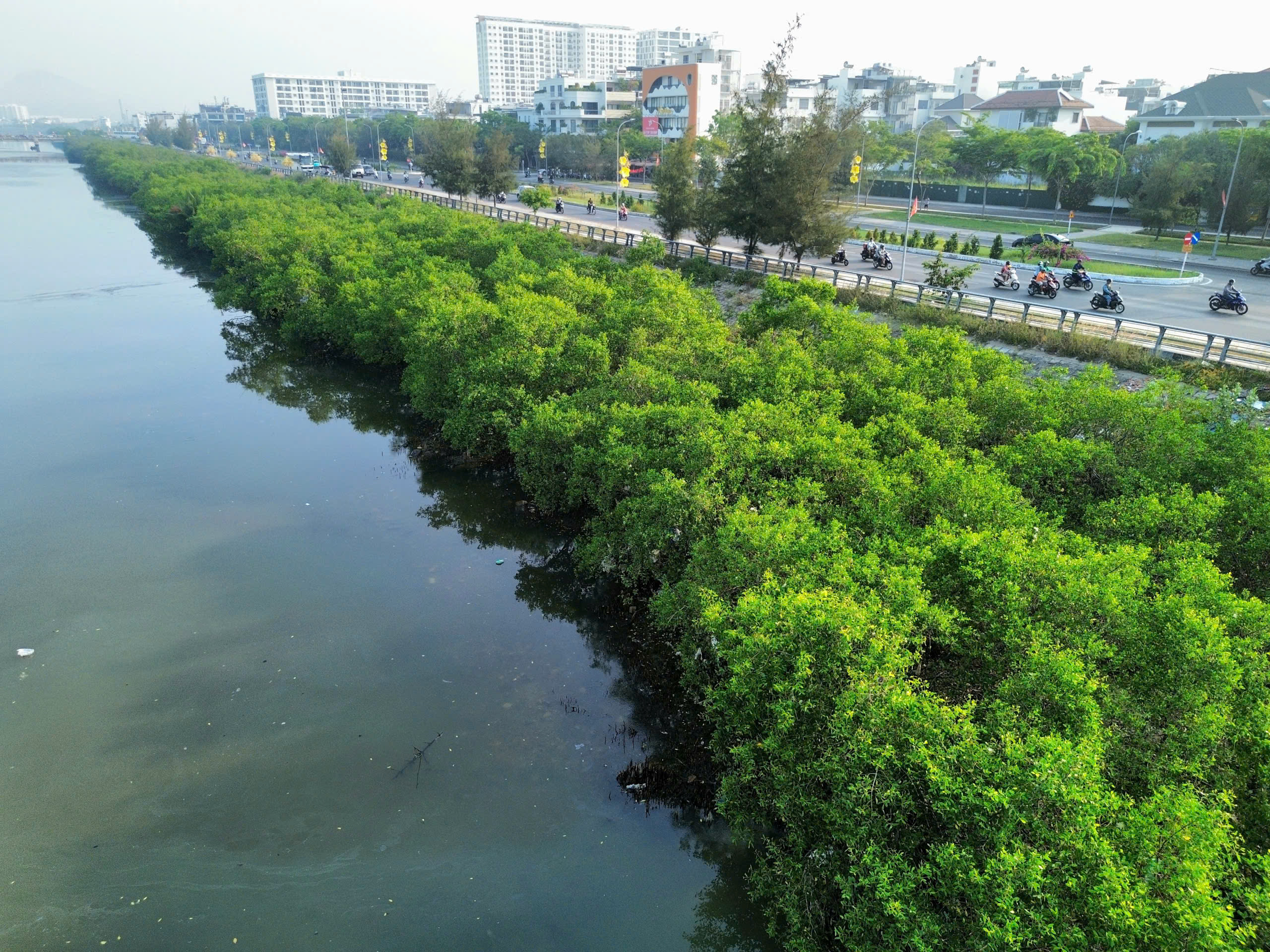 Kh&aacute;nh H&ograve;a quyết chặt bỏ h&agrave;ng c&acirc;y khiến dự &aacute;n k&egrave; s&ocirc;ng 590 tỉ chưa nghiệm thu - Ảnh 2.