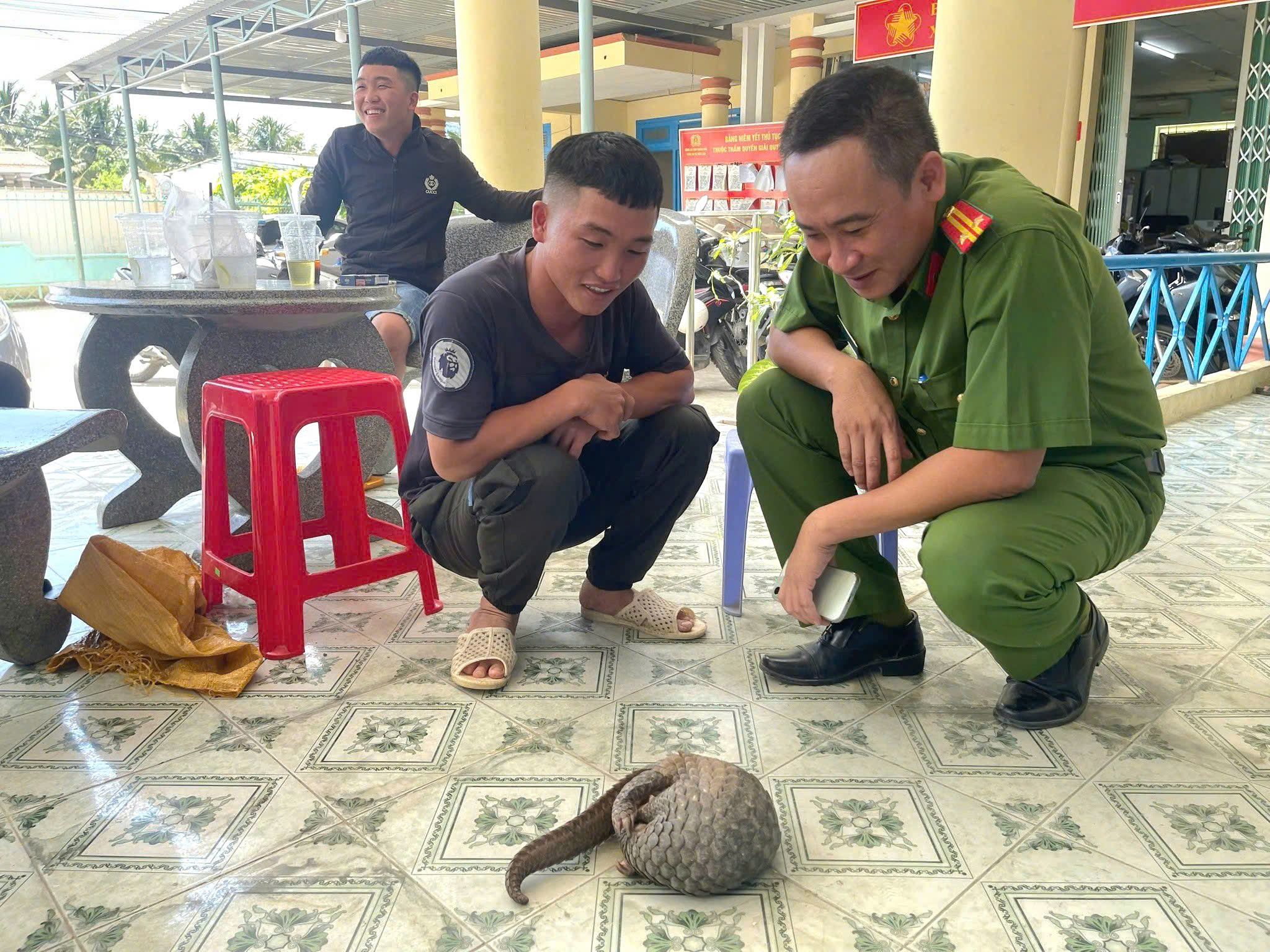 Gặp tê tê quý hiếm trên đường, 5 thanh niên Khánh Hòa giao nộp công an - Ảnh 2.
