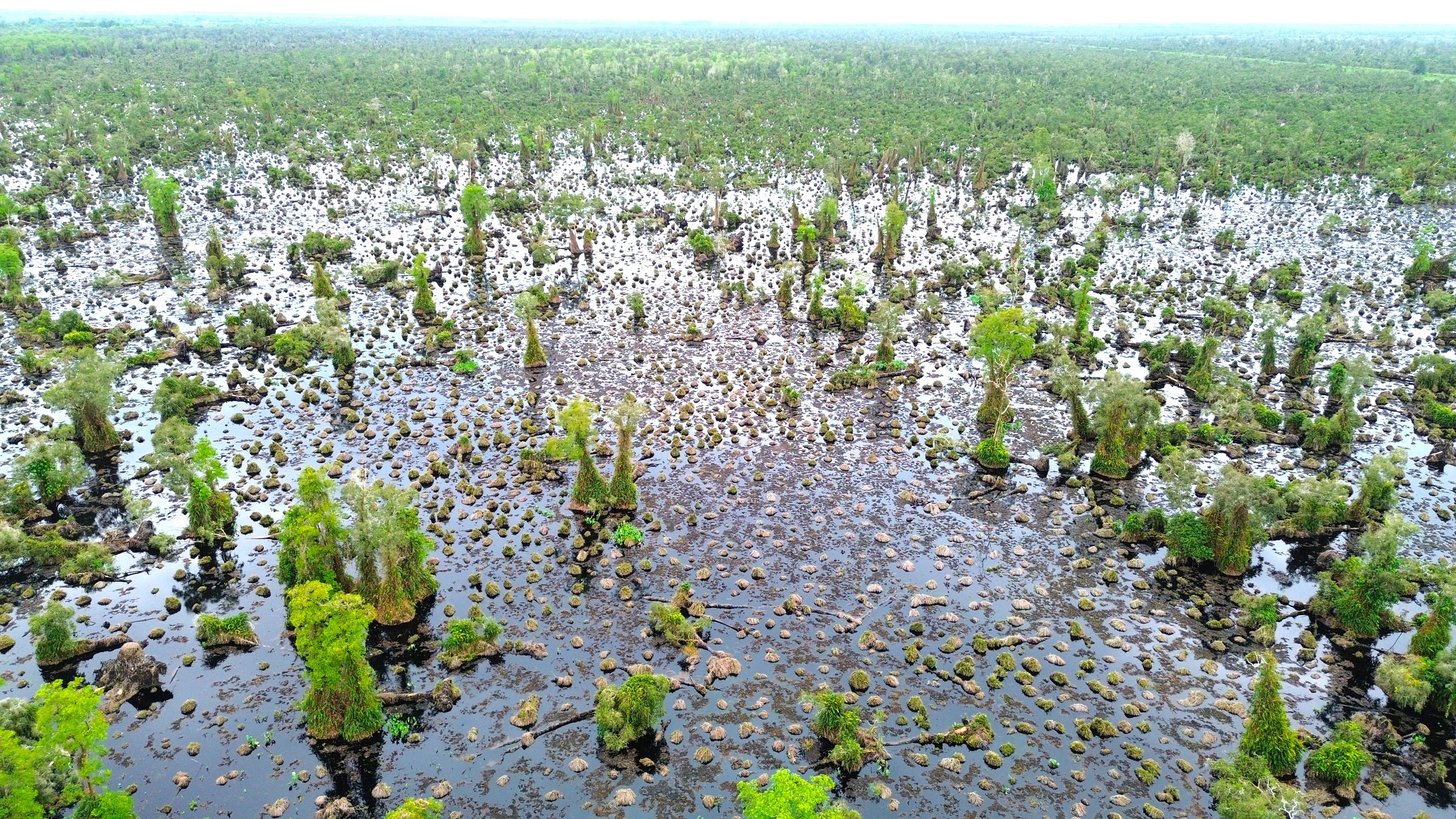 Gần 860 ha rừng tại U Minh Hạ suy thoái, suy kiệt chưa rõ nguyên nhân- Ảnh 2.