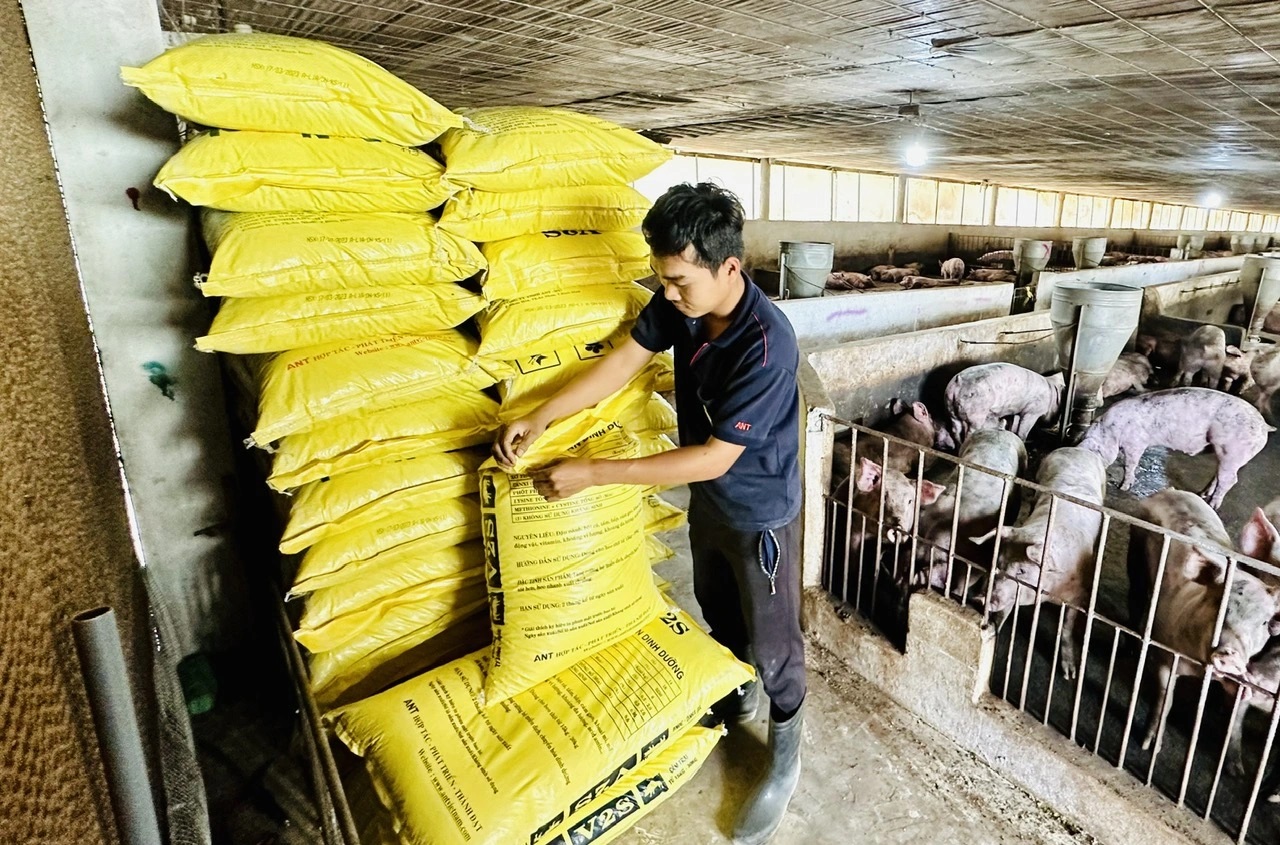 Thịt nhập khẩu tăng vọt, giá heo hơi giảm sâu- Ảnh 1.