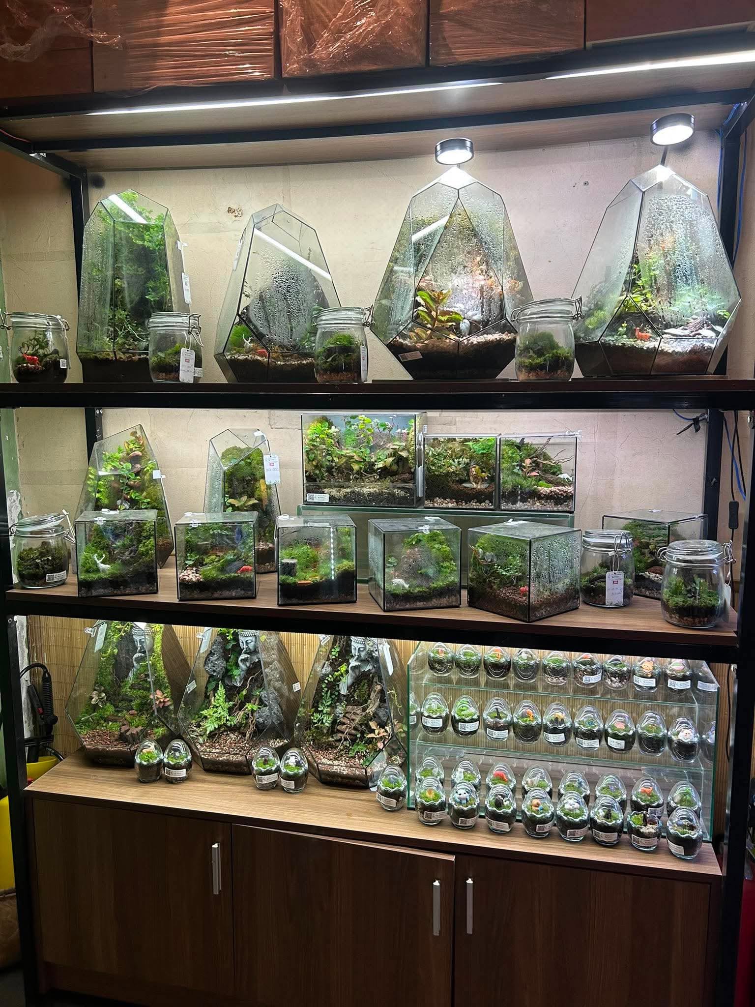 Cùng sống xanh số 152: Khi nghệ thuật terrarium được chăm sóc bằng vi sinh bản địa - Ảnh 3.