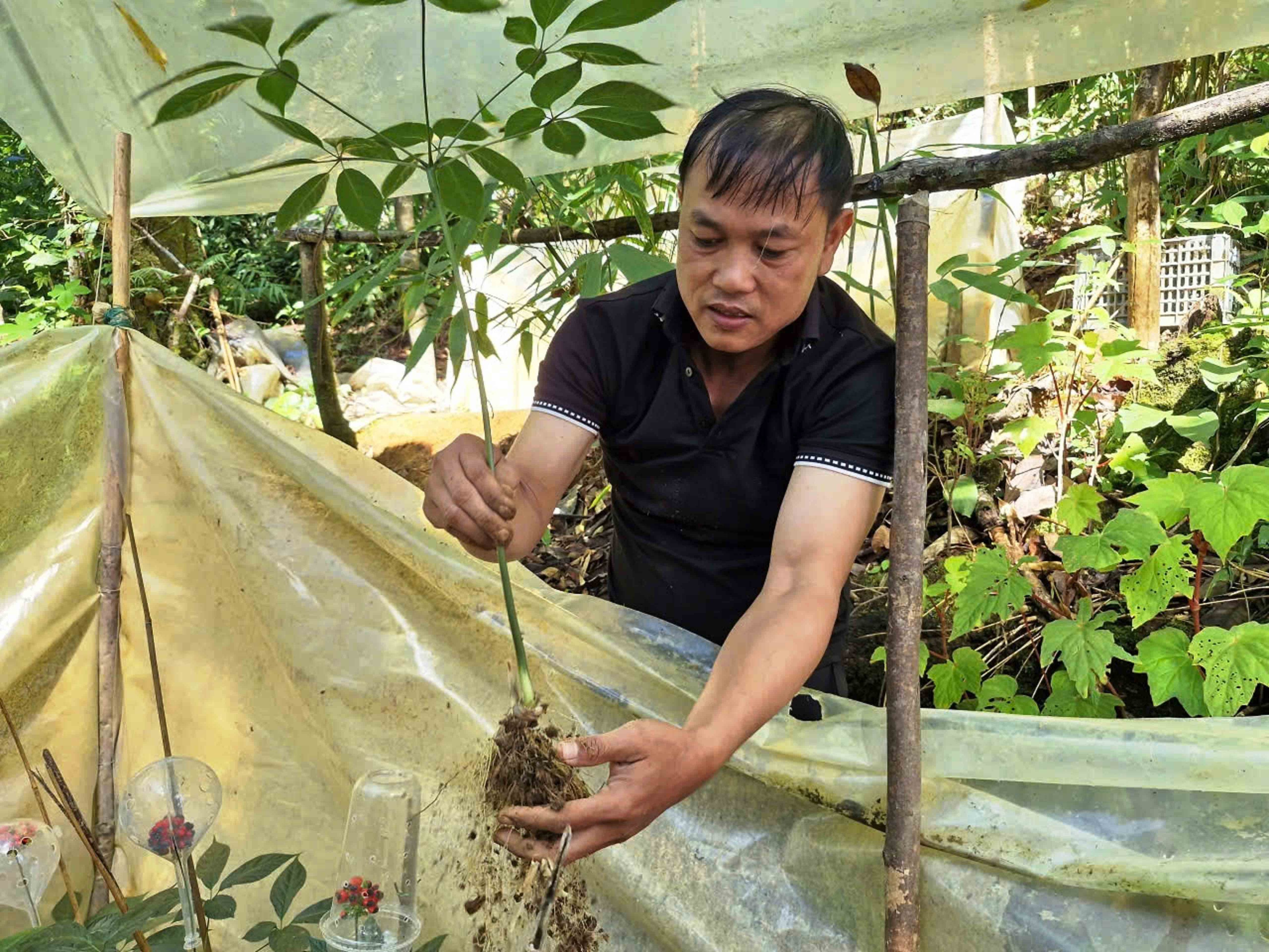 'Canh' quốc bảo trên đỉnh Ngọc Linh- Ảnh 2. 'Canh' quốc bảo trên đỉnh Ngọc Linh- Ảnh 2.